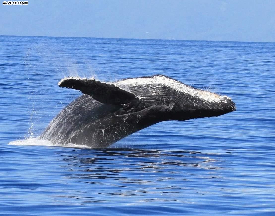 Papakea Resort I II condo # L-206, Lahaina, Hawaii - photo 10 of 30