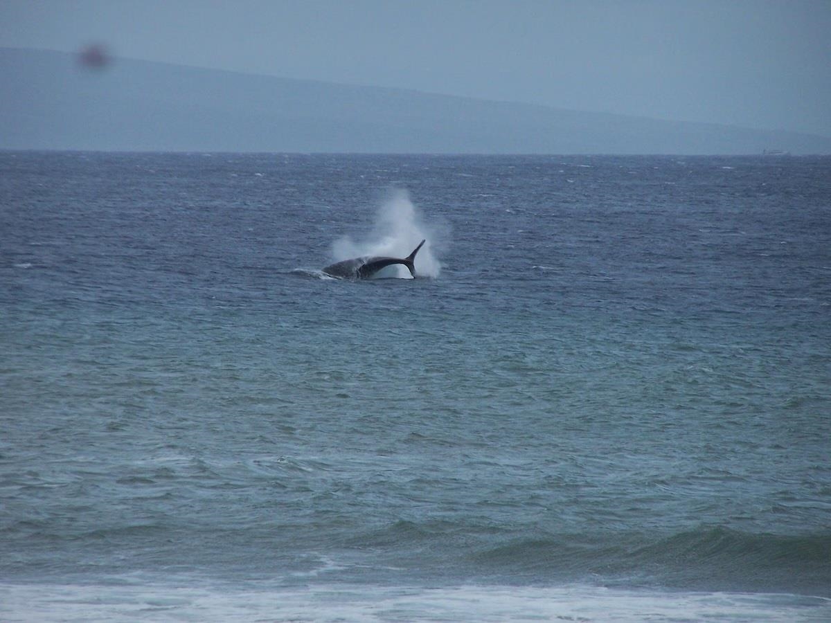 Papakea Resort I II condo # L-302, Lahaina, Hawaii - photo 39 of 47