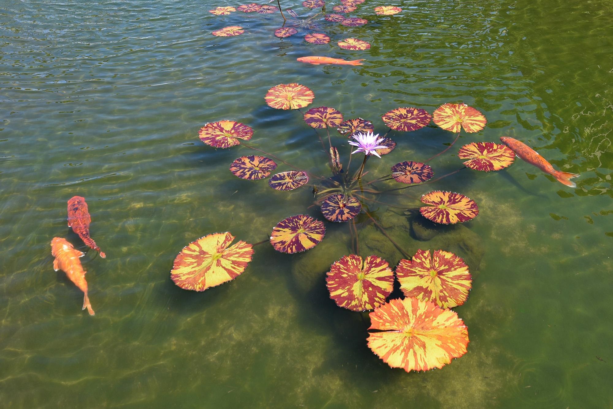 Papakea Resort I II condo # L304, Lahaina, Hawaii - photo 48 of 50