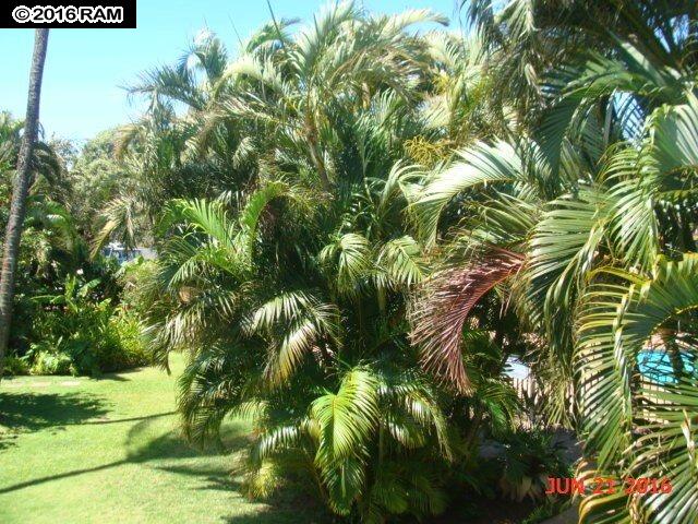 Maui Sands I condo # 2H, Lahaina, Hawaii - photo 14 of 15