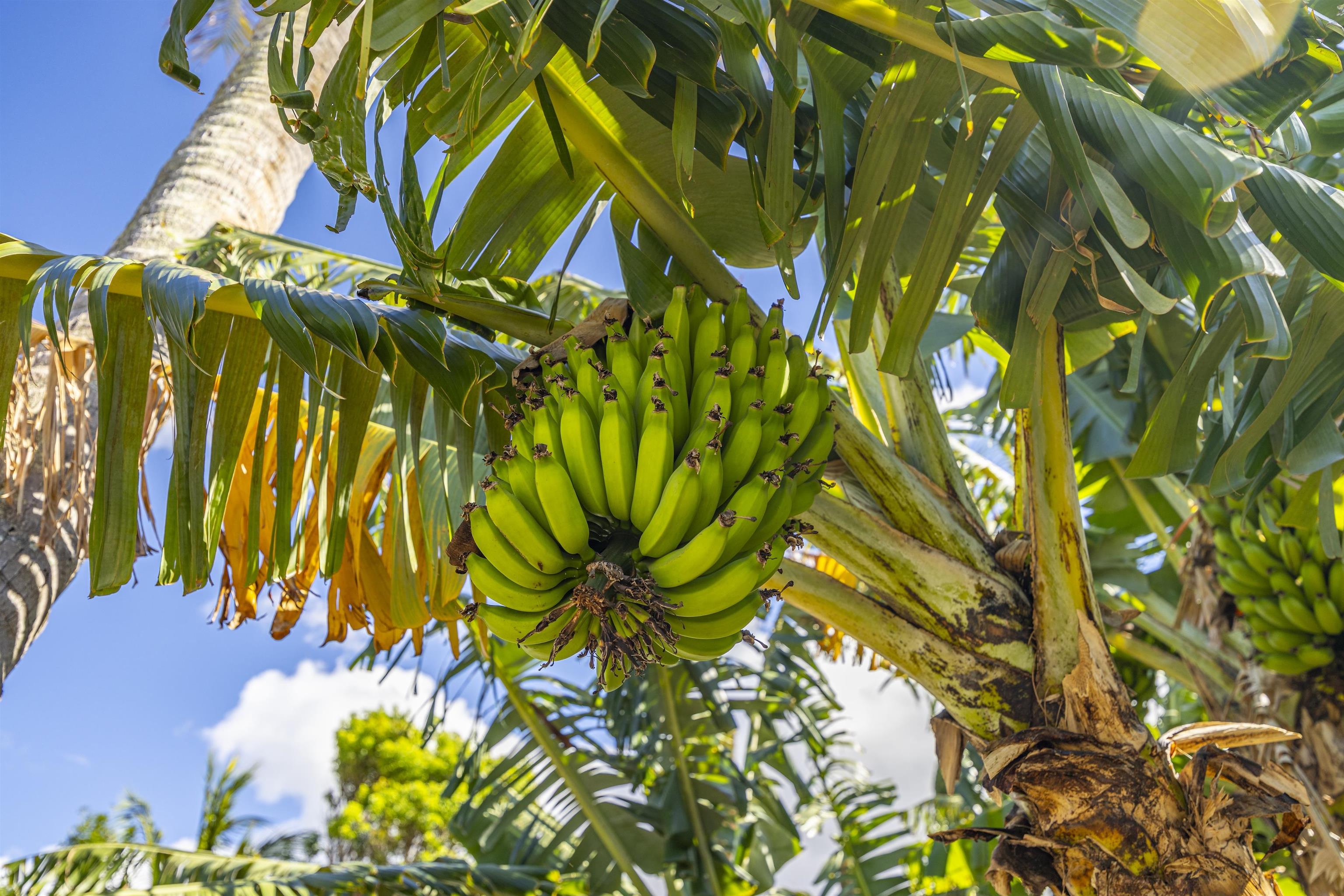 3576  Pahala St Makawao Town, Makawao/Olinda/Haliimaile home - photo 27 of 28