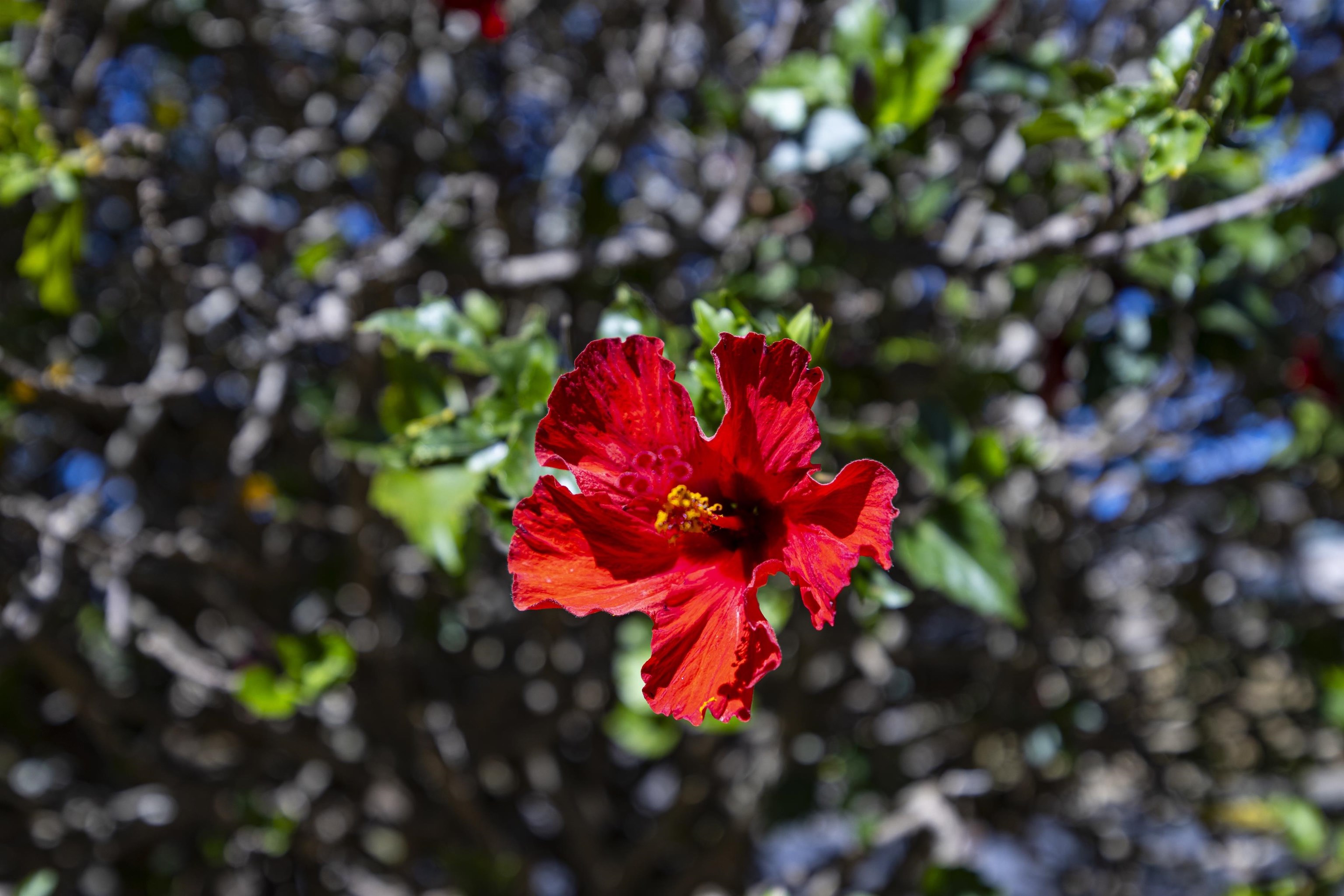 3576  Pahala St Makawao Town, Makawao/Olinda/Haliimaile home - photo 28 of 28