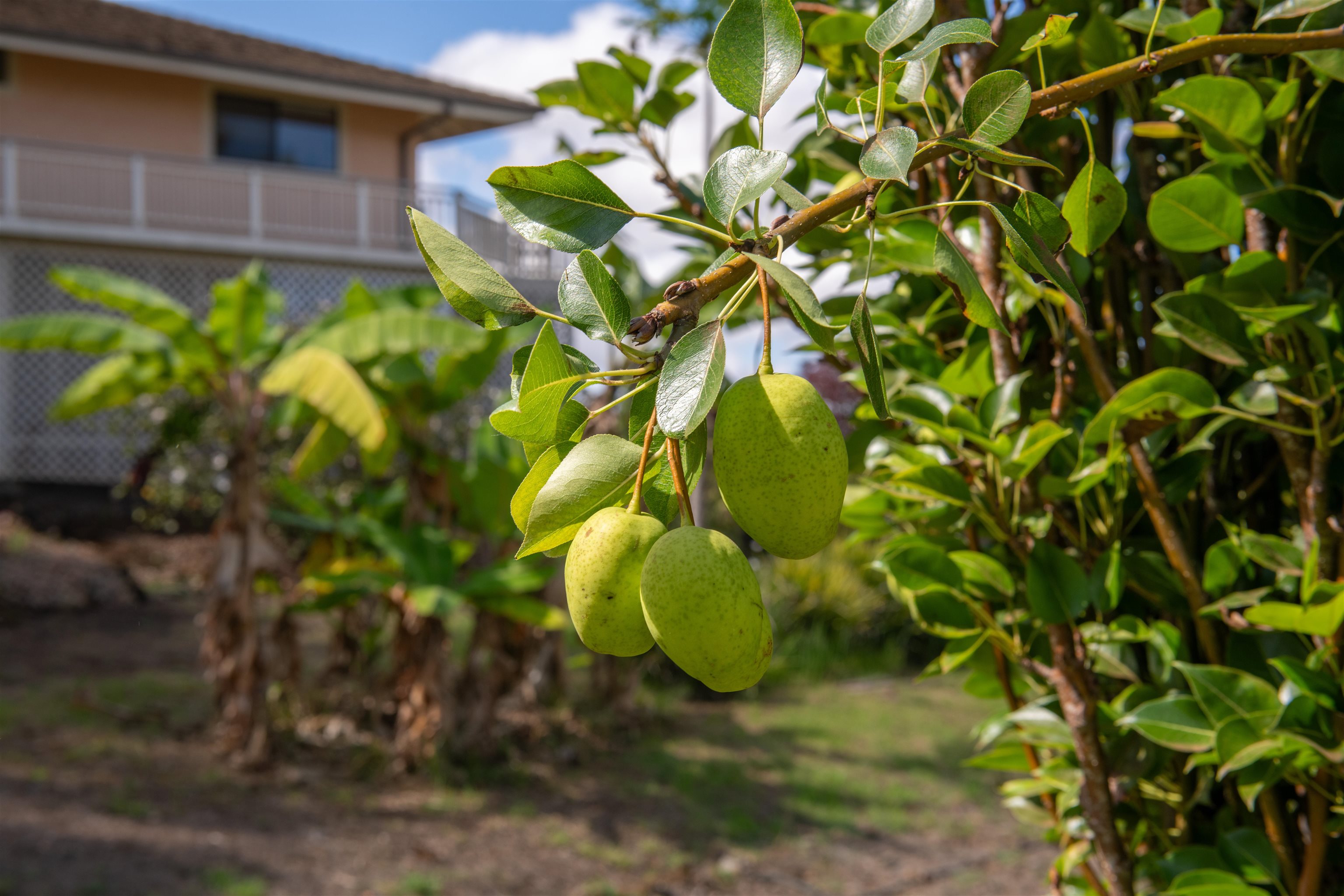 358  Holopuni Rd Kula Glen, Kula/Ulupalakua/Kanaio home - photo 26 of 50