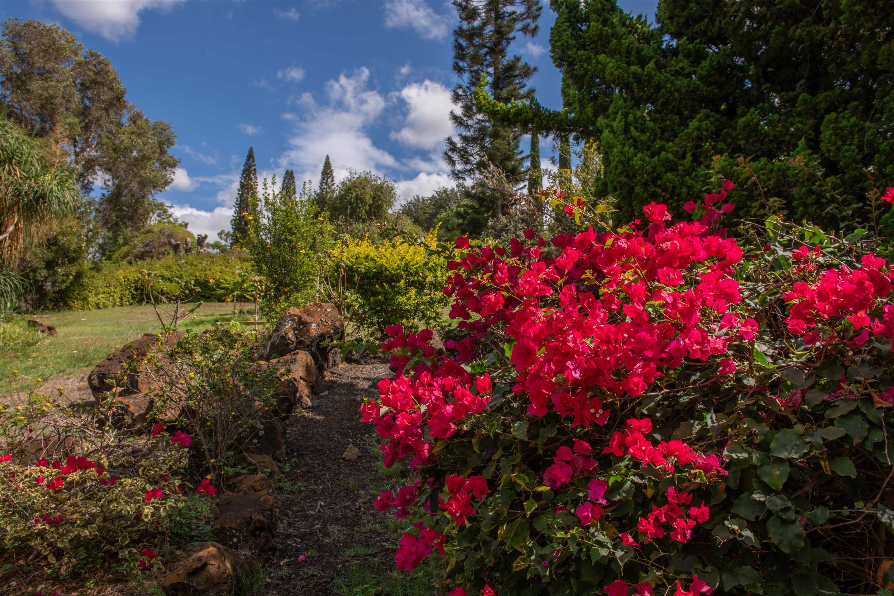 358  Holopuni Rd Kula Glen, Kula/Ulupalakua/Kanaio home - photo 27 of 50