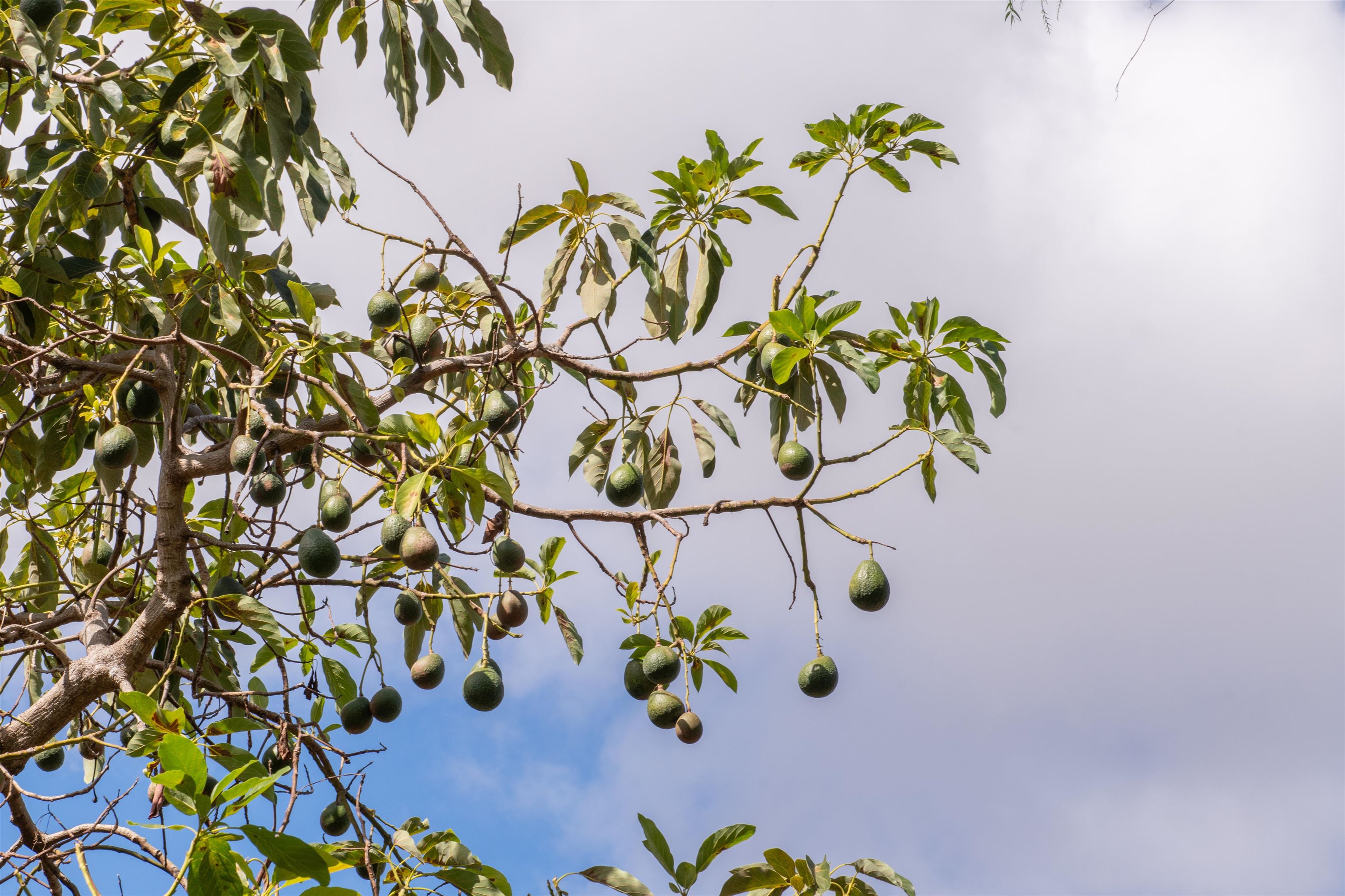 358  Holopuni Rd Kula Glen, Kula/Ulupalakua/Kanaio home - photo 28 of 50