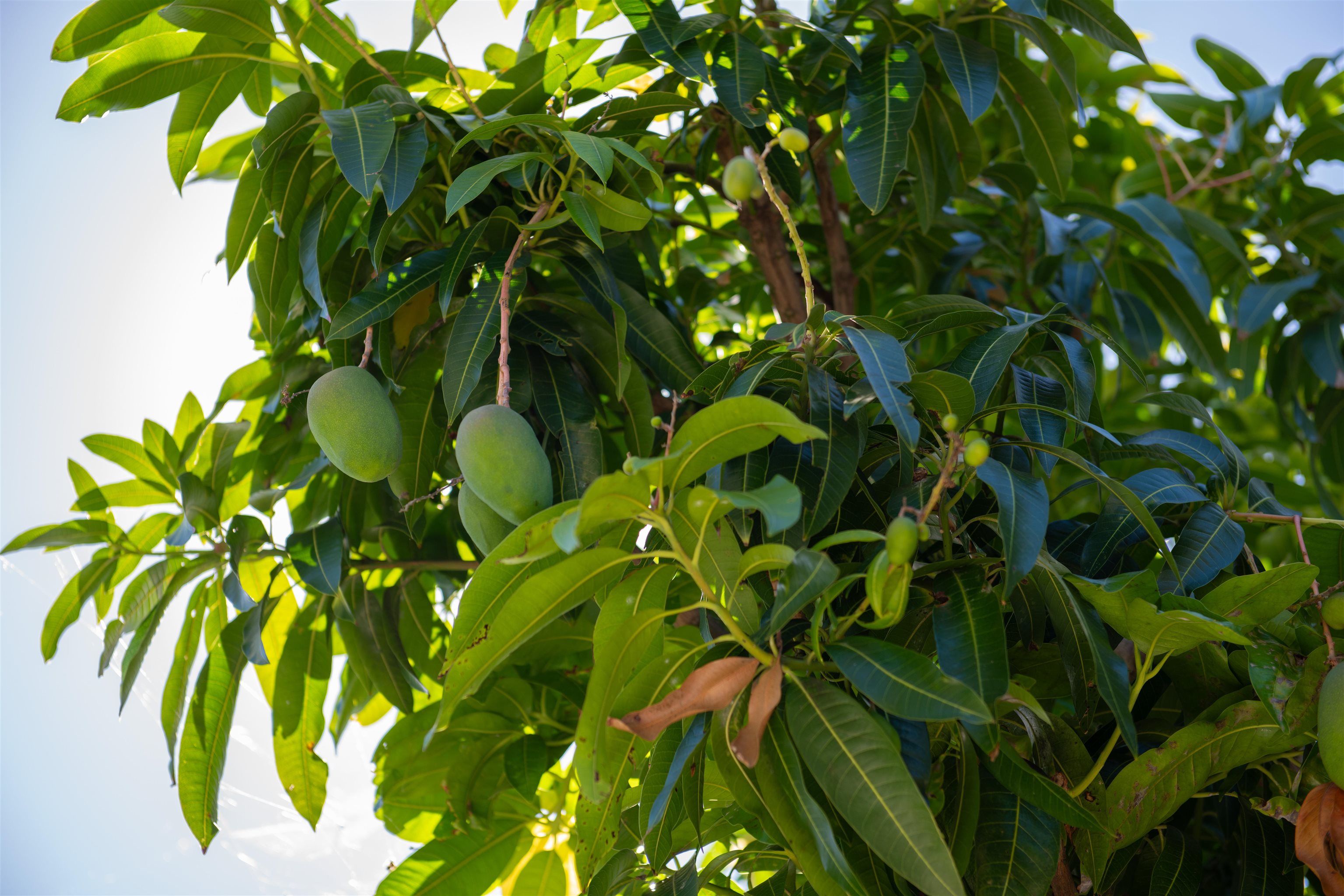 36  Kaikai St Waikapu Gardens, Wailuku home - photo 14 of 48