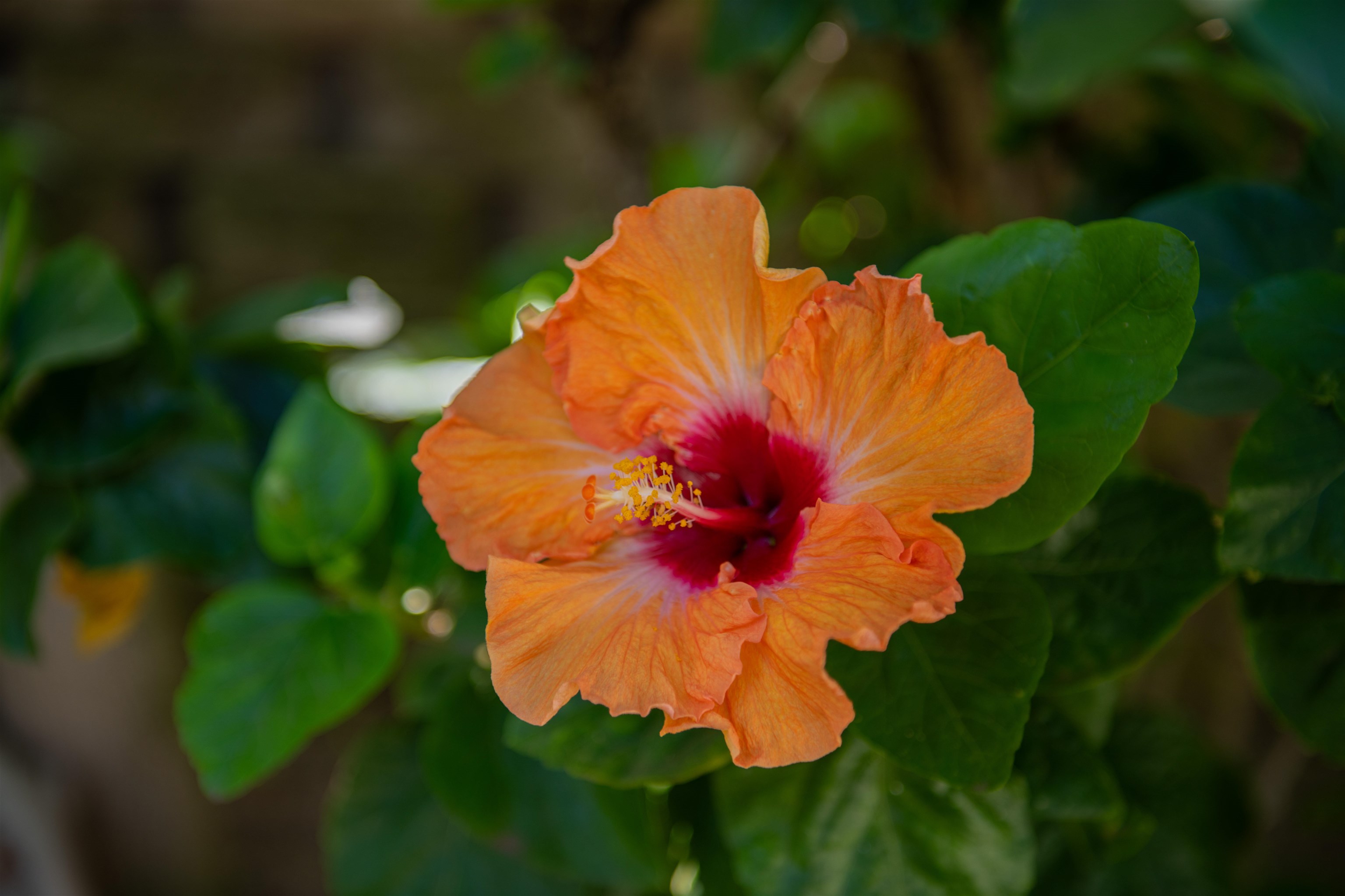 36  Kaikai St Waikapu Gardens, Wailuku home - photo 15 of 48