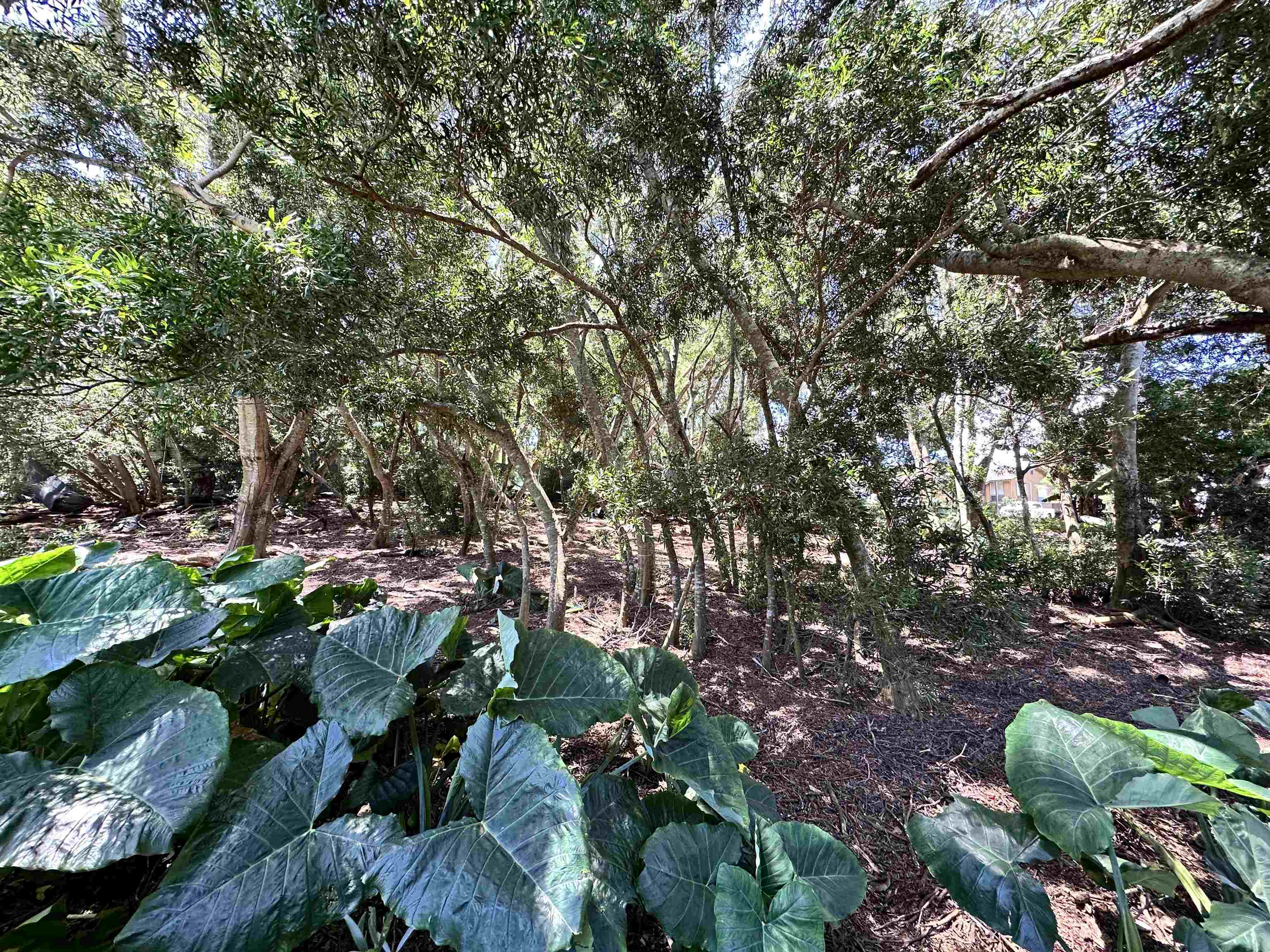 36 Koala Way  Hoolehua, Hi vacant land for sale - photo 5 of 9