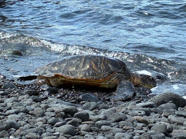 Wailea Elua II condo # 2010, Kihei, Hawaii - photo 40 of 50