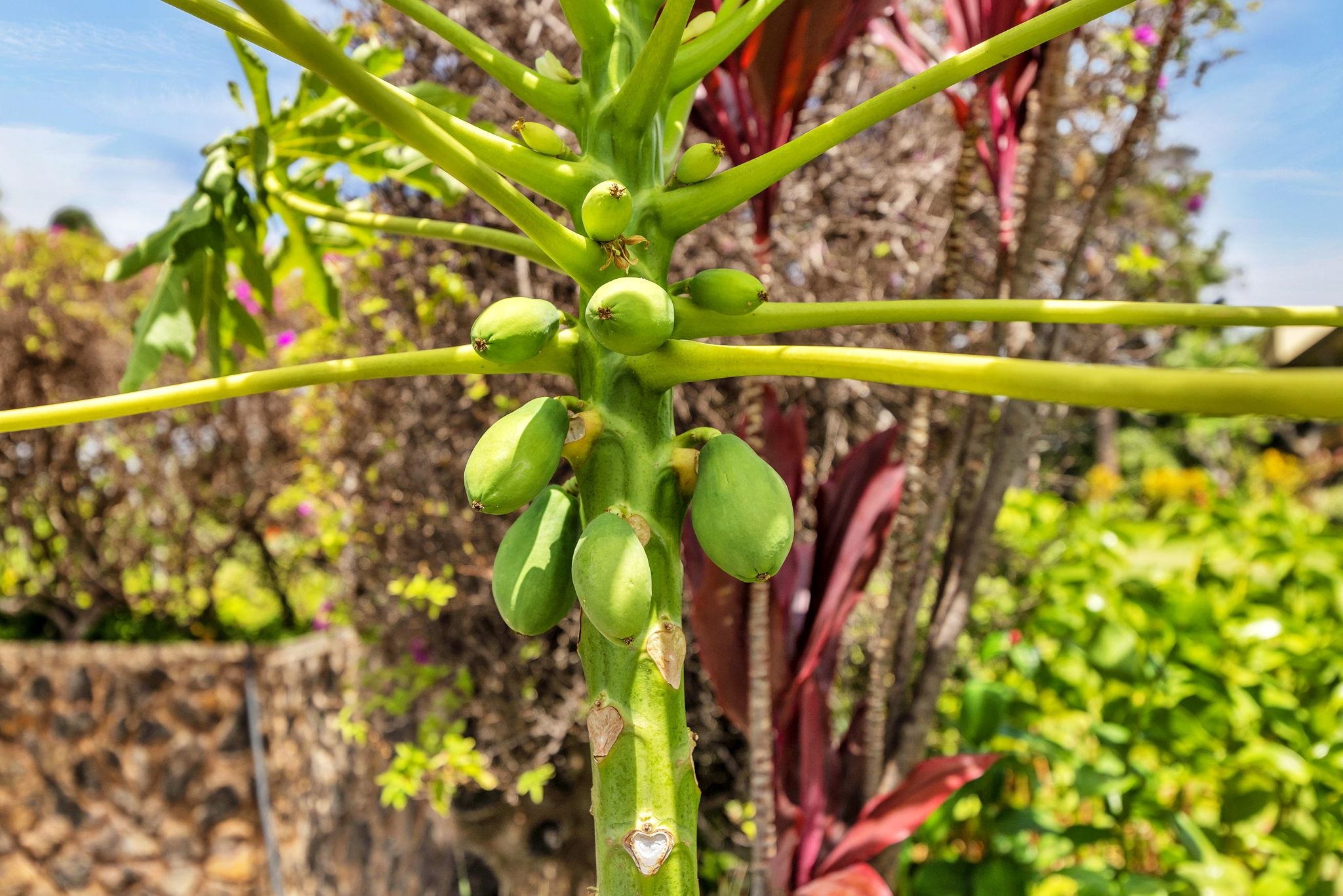Wailea Elua II condo # 2201, Kihei, Hawaii - photo 38 of 50
