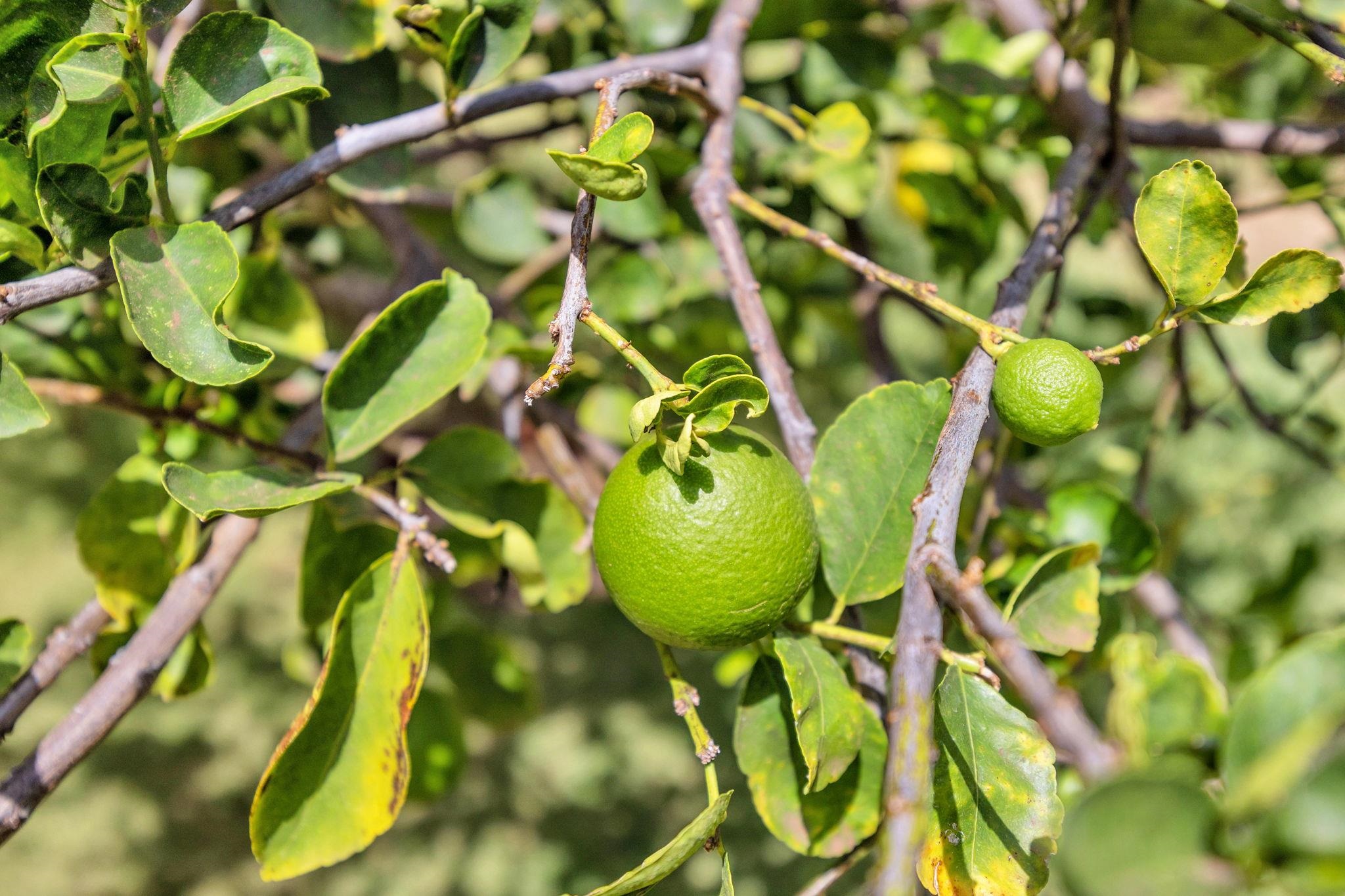 Wailea Elua II condo # 2201, Kihei, Hawaii - photo 40 of 50