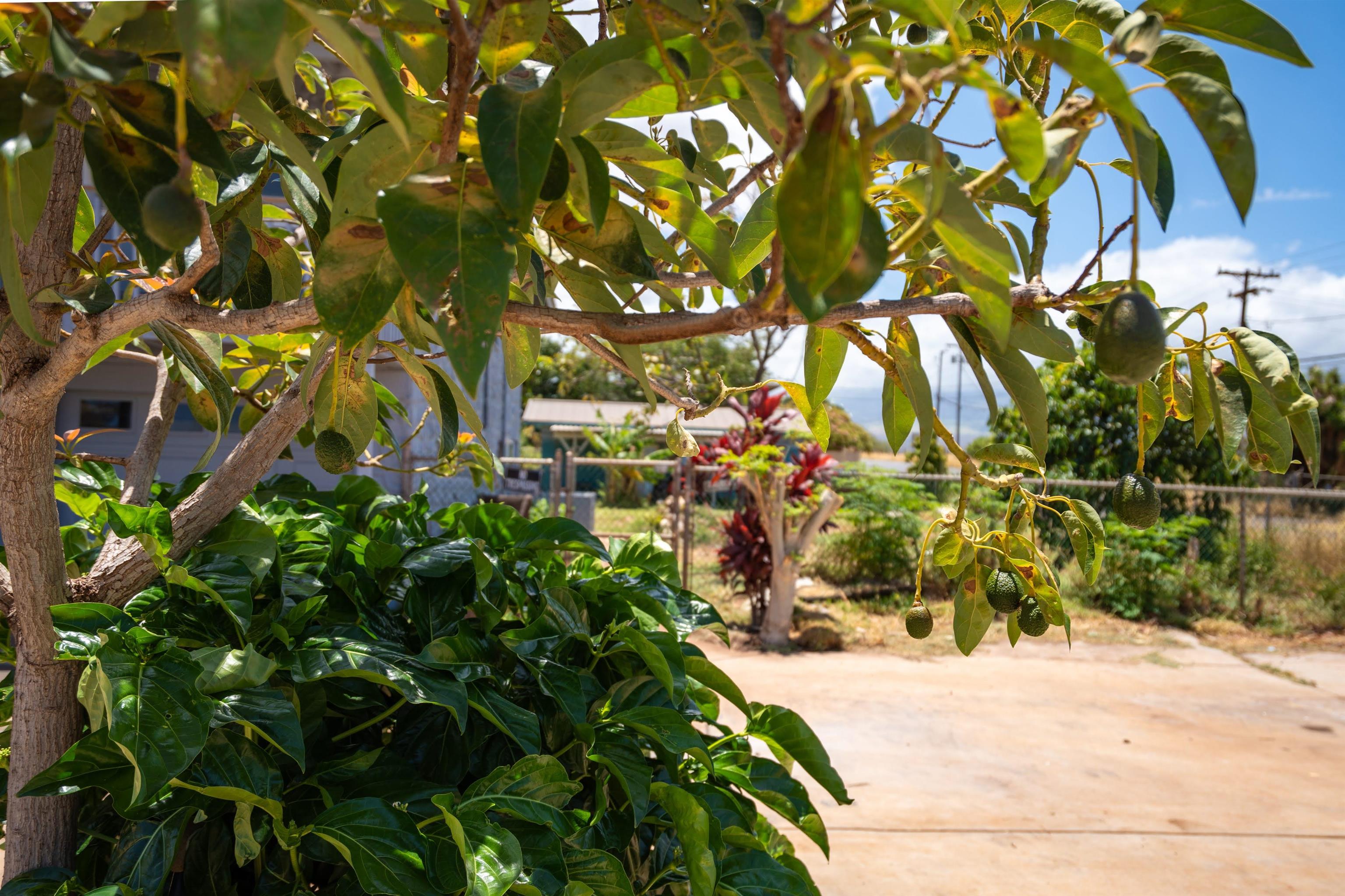 362  Oe St , Kihei home - photo 26 of 35