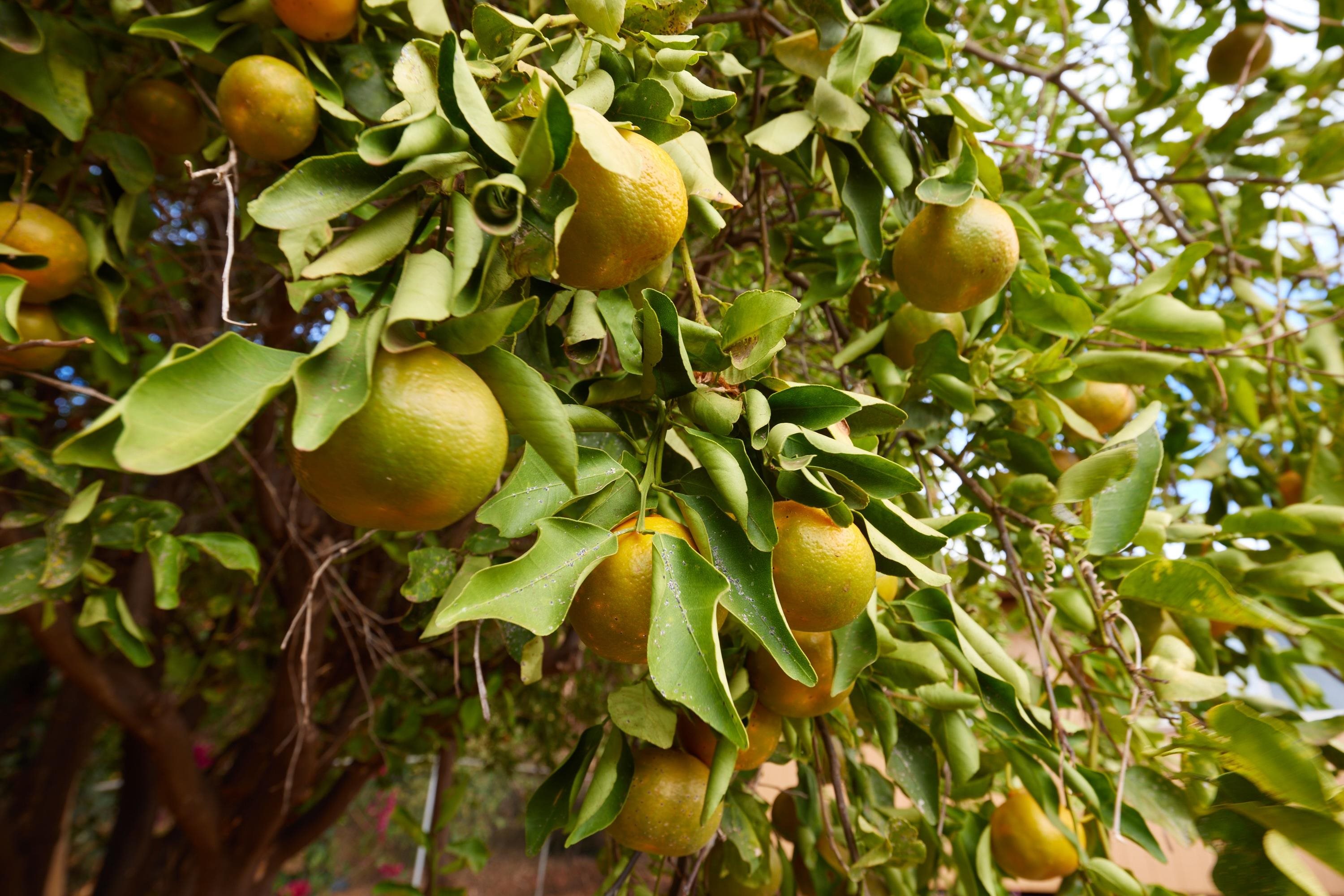 364  Auhana Rd , Kihei home - photo 2 of 17