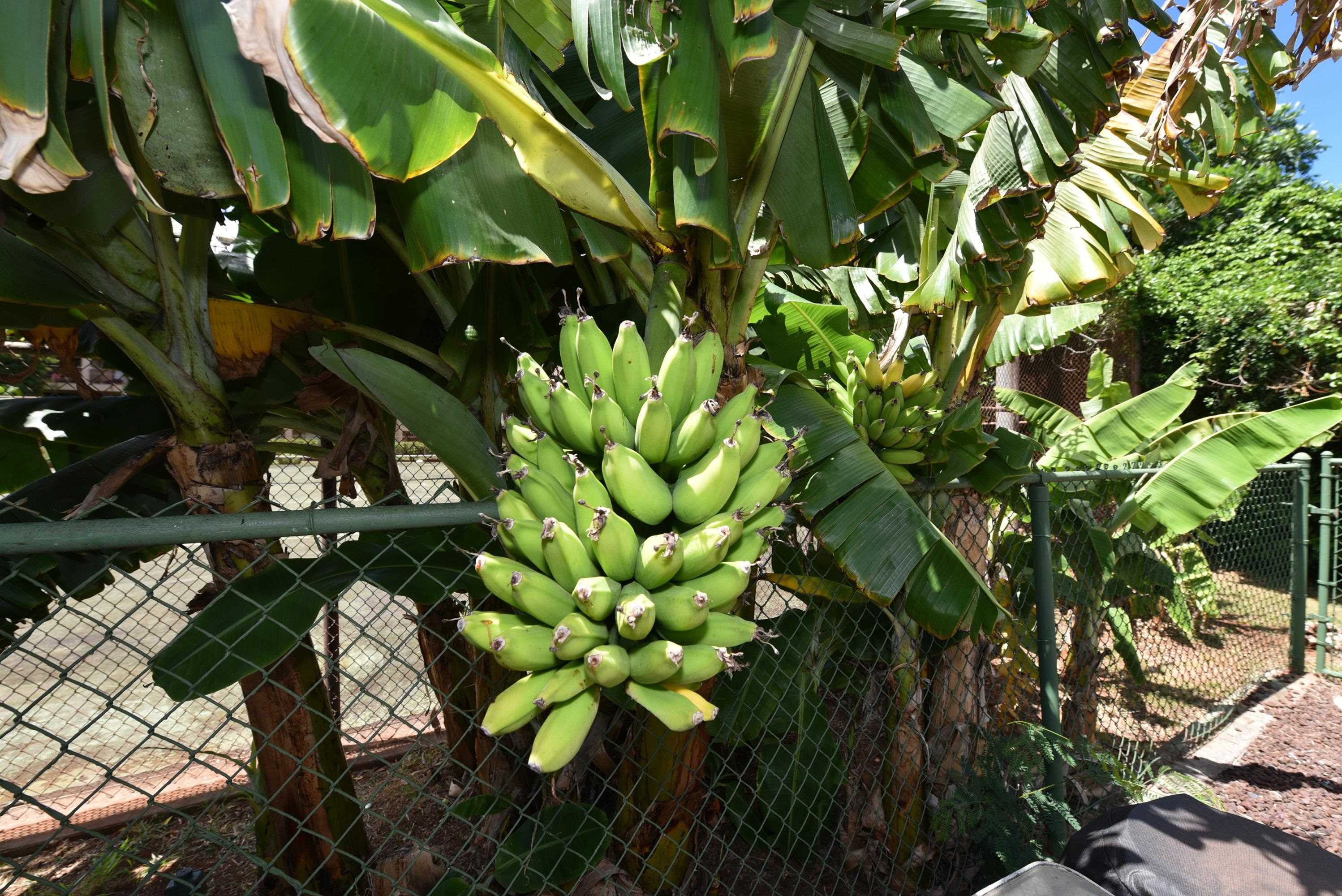Honokowai East condo # 302, Lahaina, Hawaii - photo 24 of 27