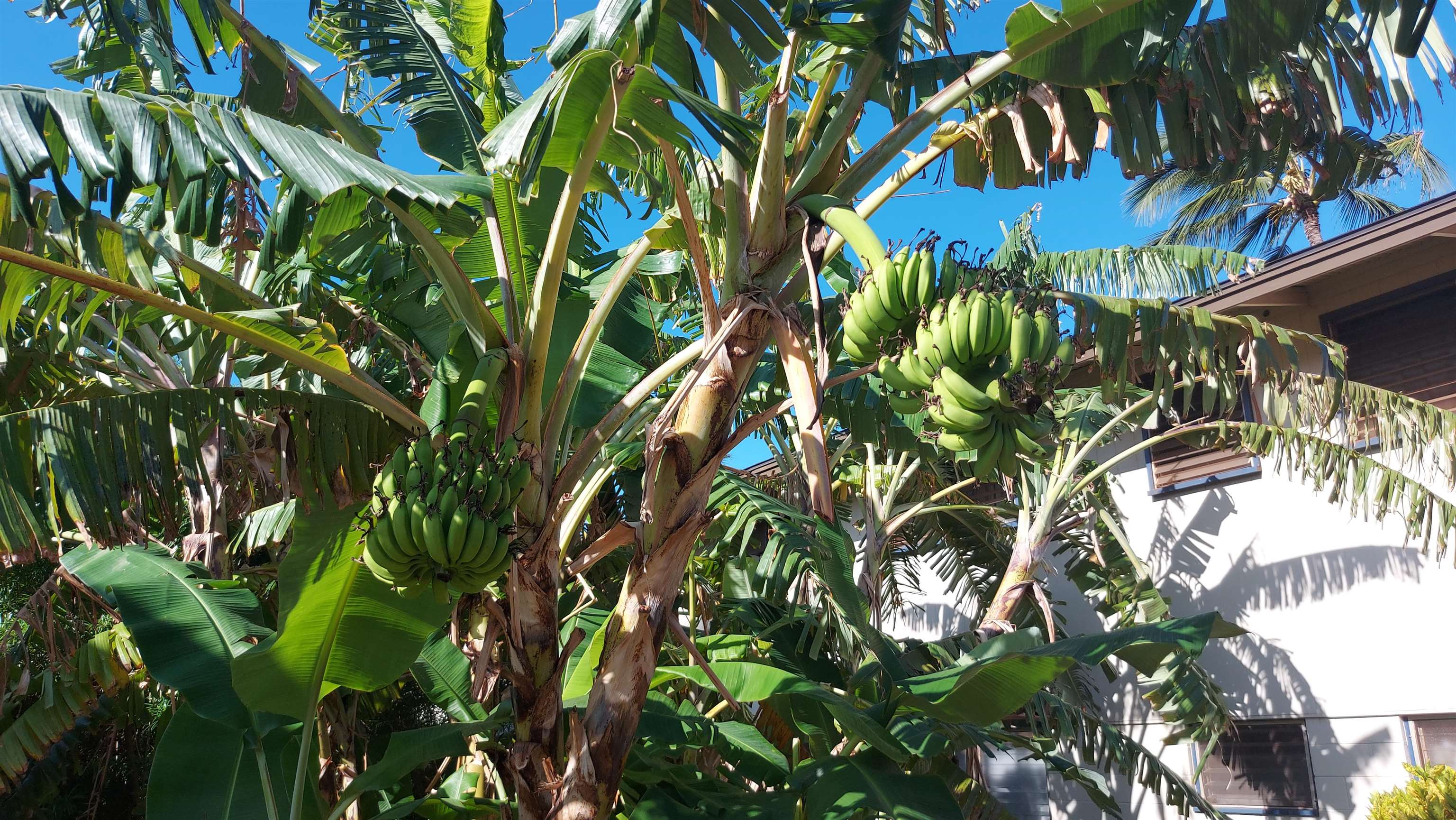 Honokowai Palms condo # B 6, Lahaina, Hawaii - photo 30 of 33