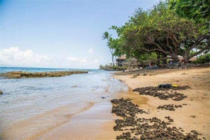 West Maui Trades condo # G304, Lahaina, Hawaii - photo 5 of 6