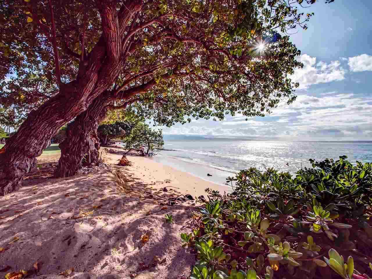 Hale Kai I condo # 207, Lahaina, Hawaii - photo 6 of 30