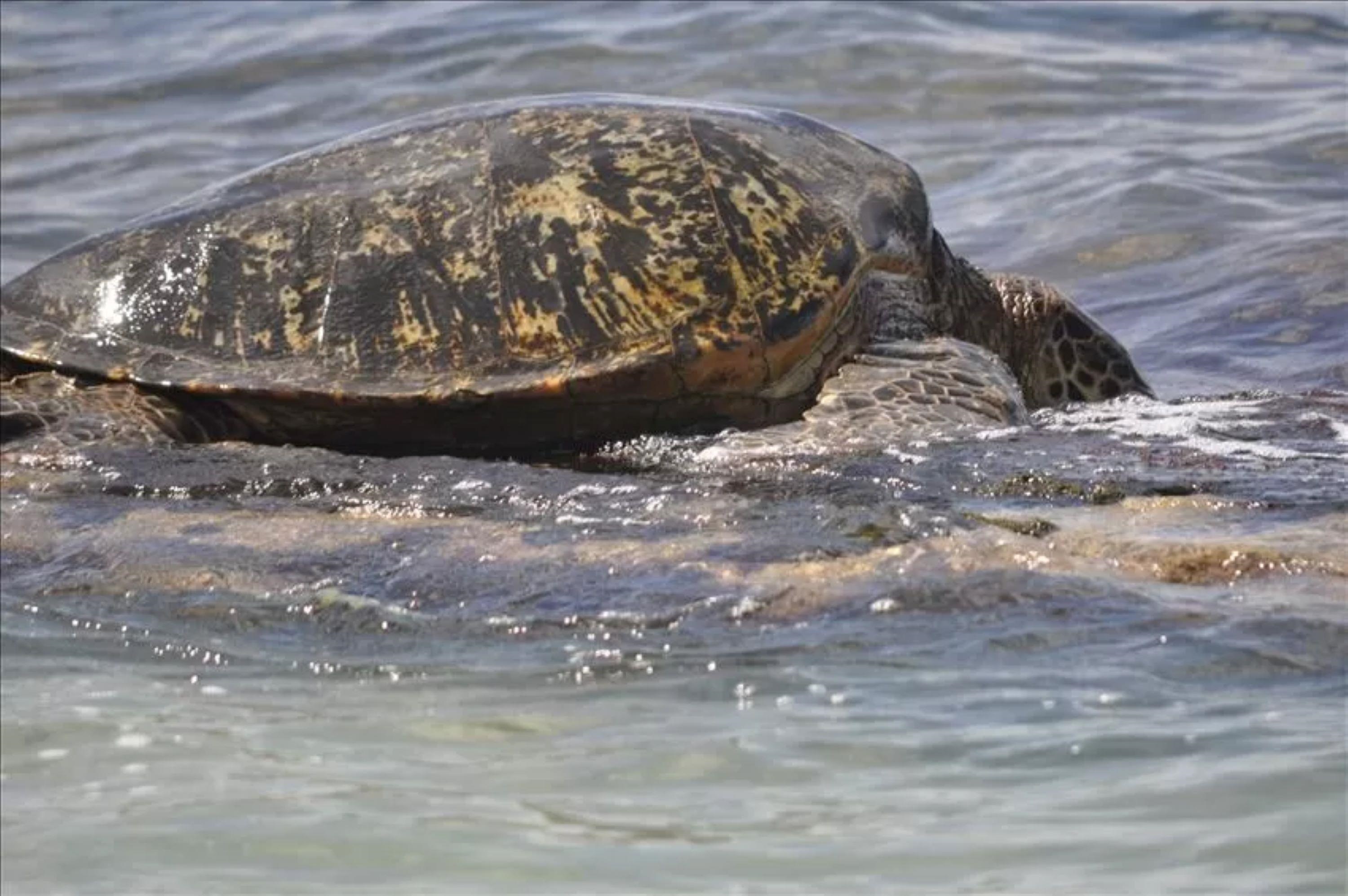 Pikake condo # 103, Lahaina, Hawaii - photo 37 of 38