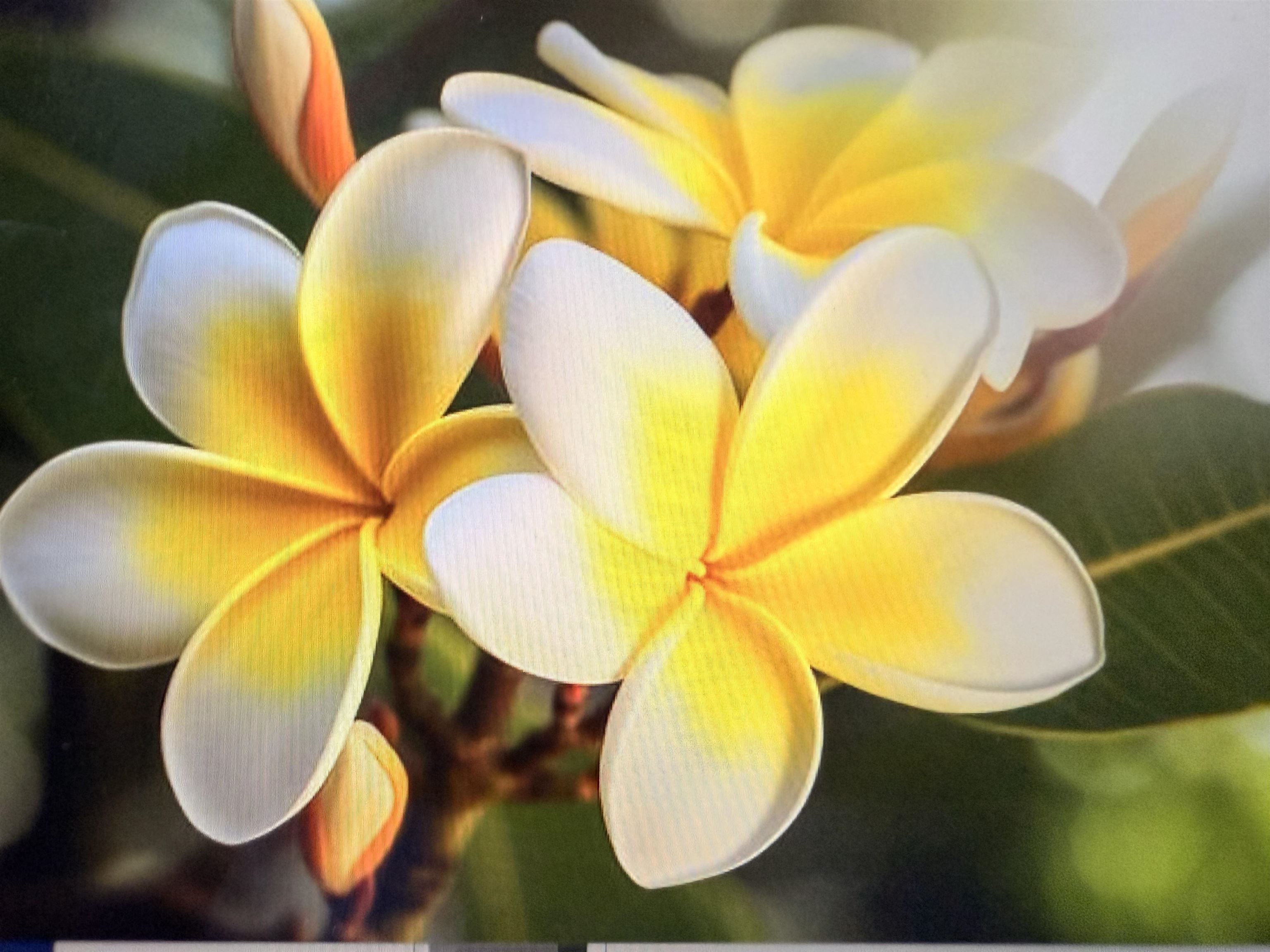 Pikake condo # 105, Lahaina, Hawaii - photo 35 of 36