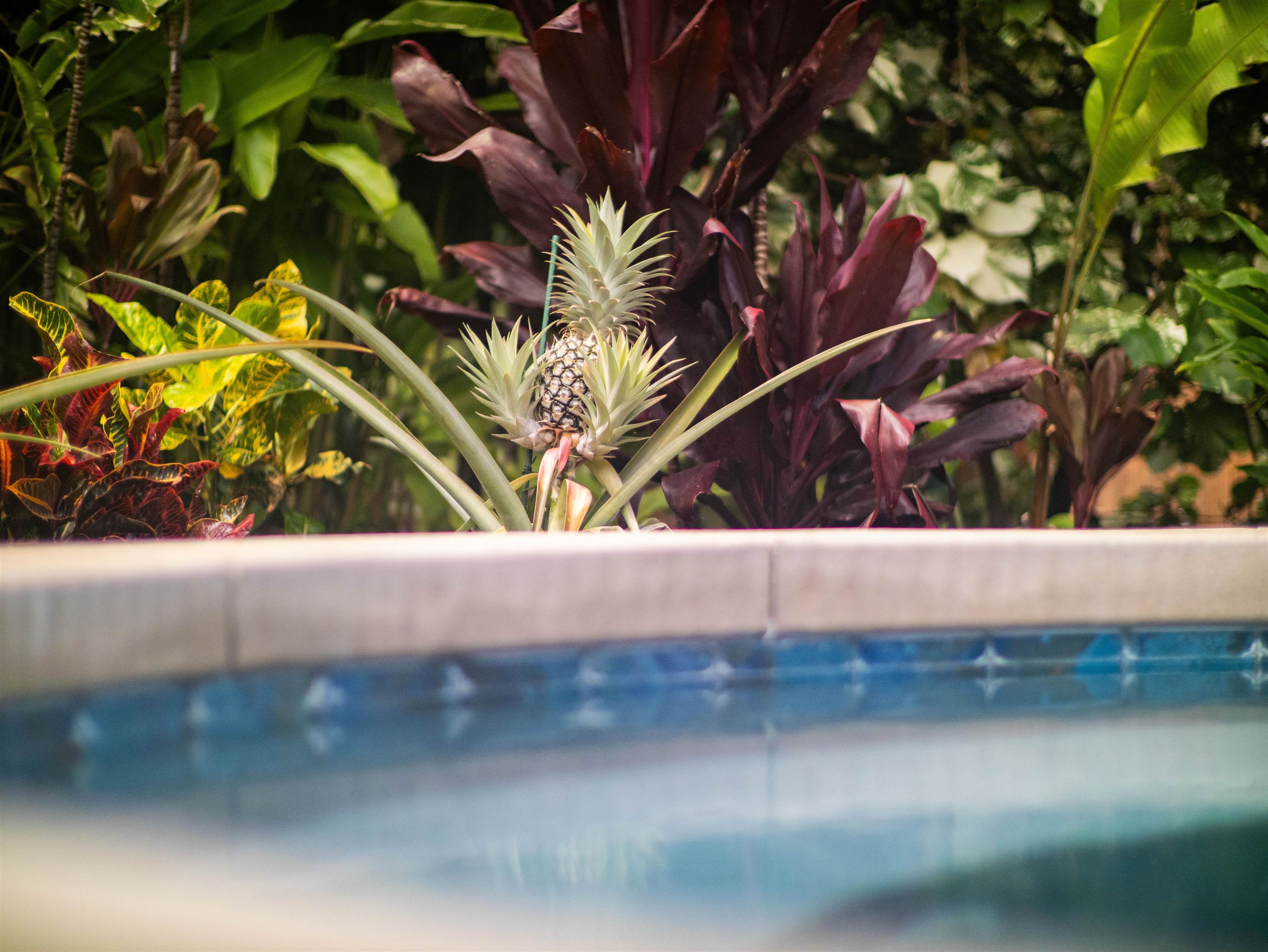 371  Pualoa Nani Pl Wailea, Wailea/Makena home - photo 17 of 49