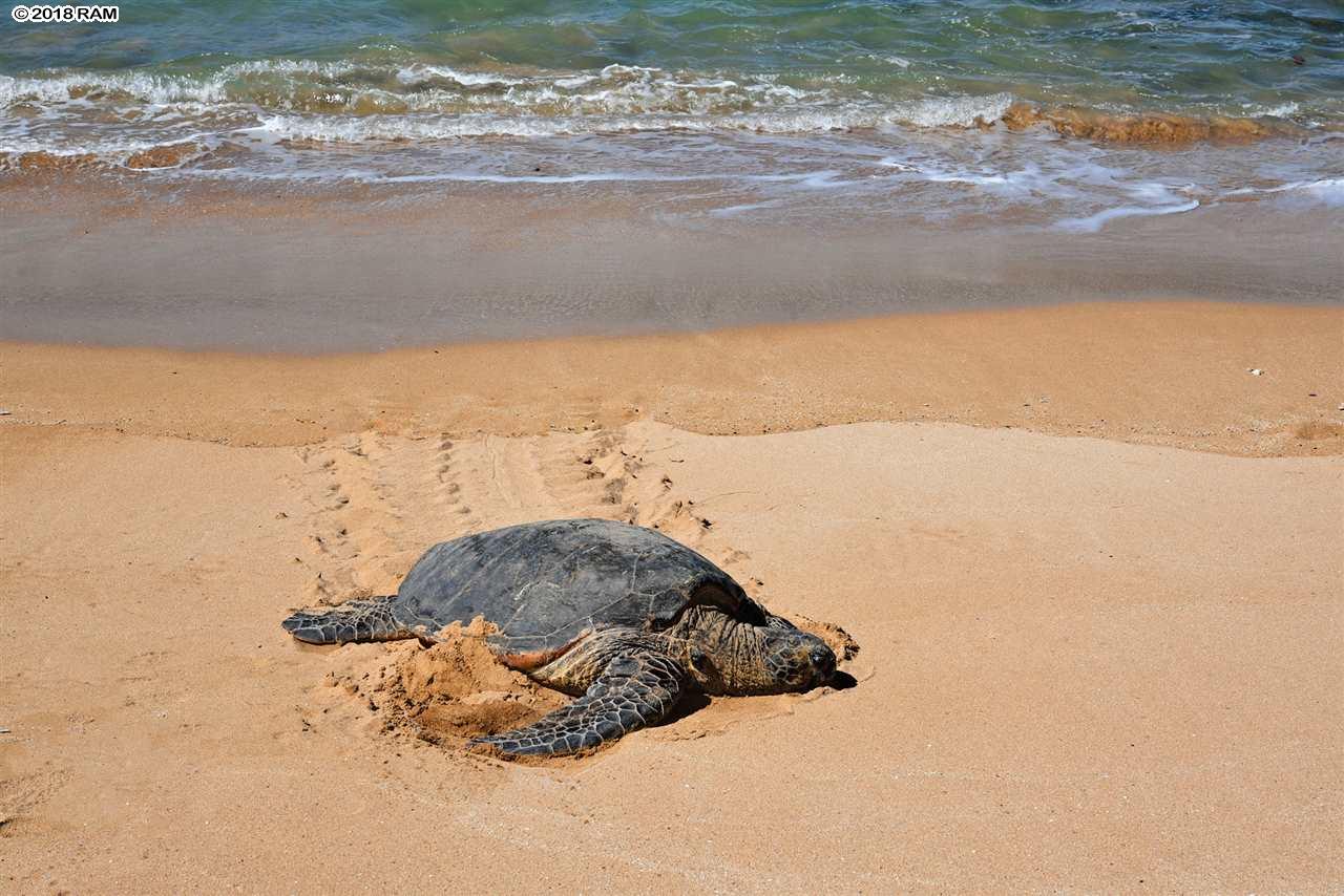 Nohonani condo # 401, Lahaina, Hawaii - photo 11 of 30