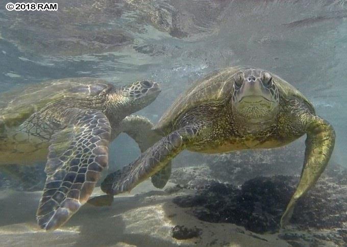 Nohonani condo # 401, Lahaina, Hawaii - photo 21 of 30