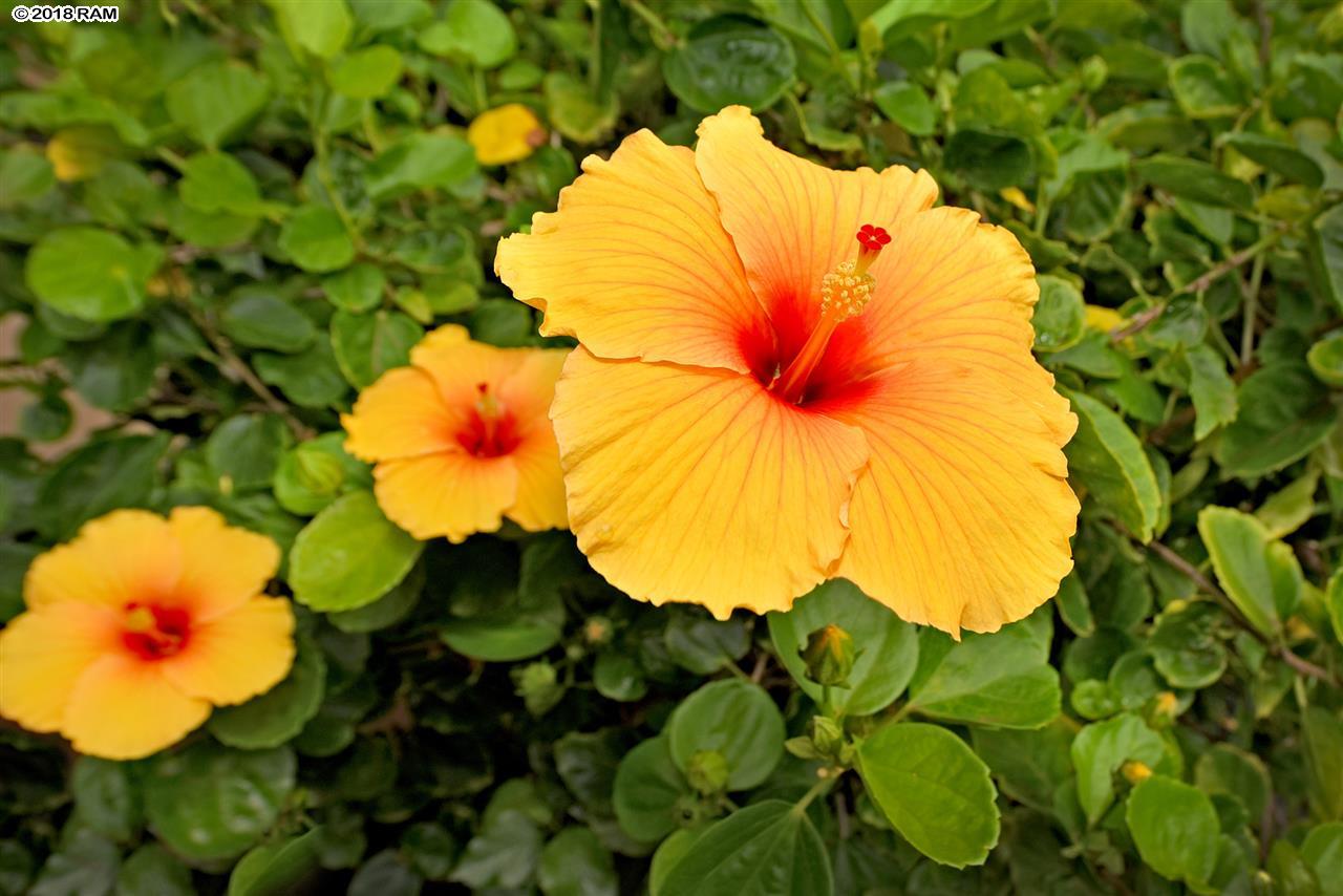 Nohonani condo # 401, Lahaina, Hawaii - photo 26 of 30