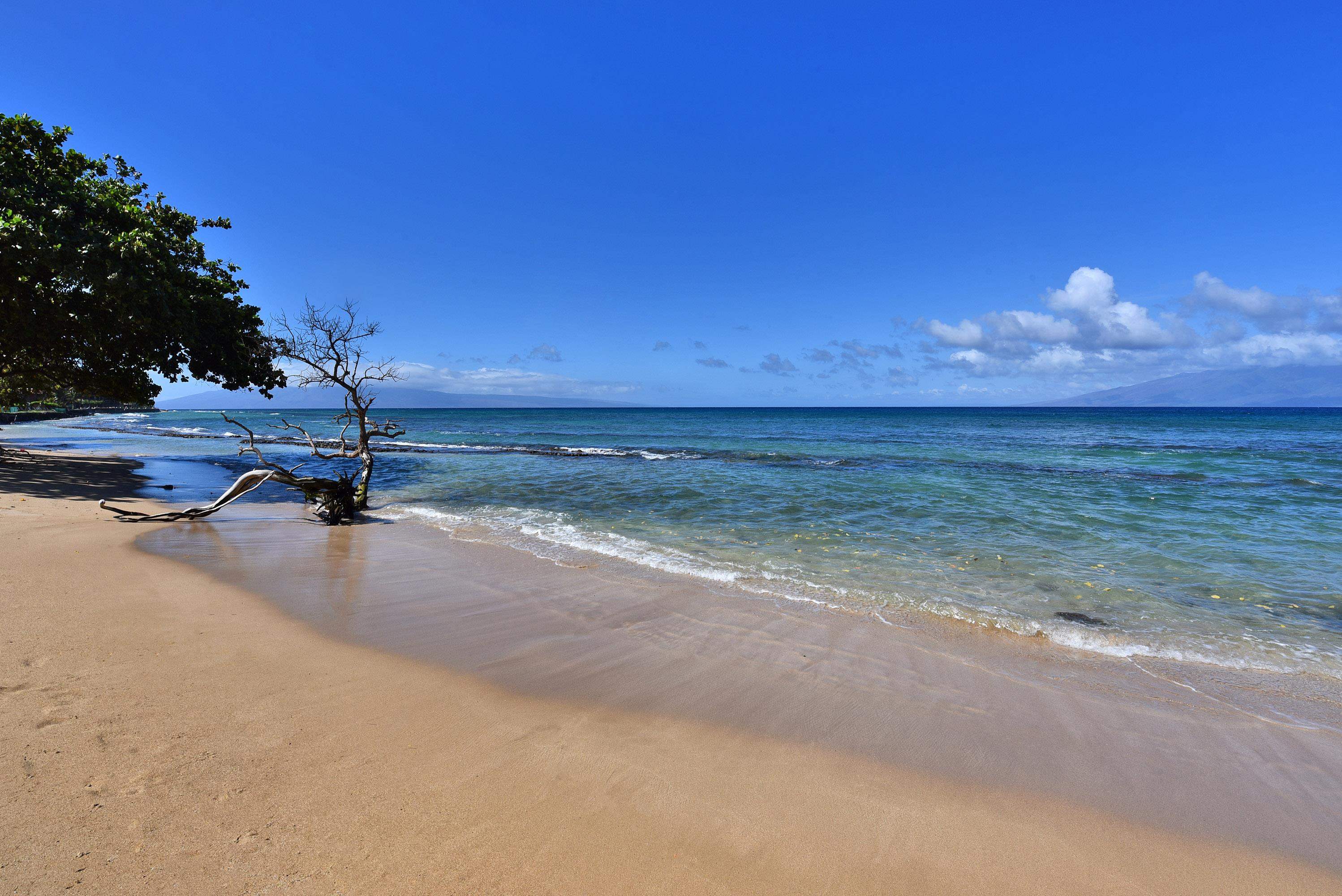 Hale Royale condo # A-115, Lahaina, Hawaii - photo 36 of 50