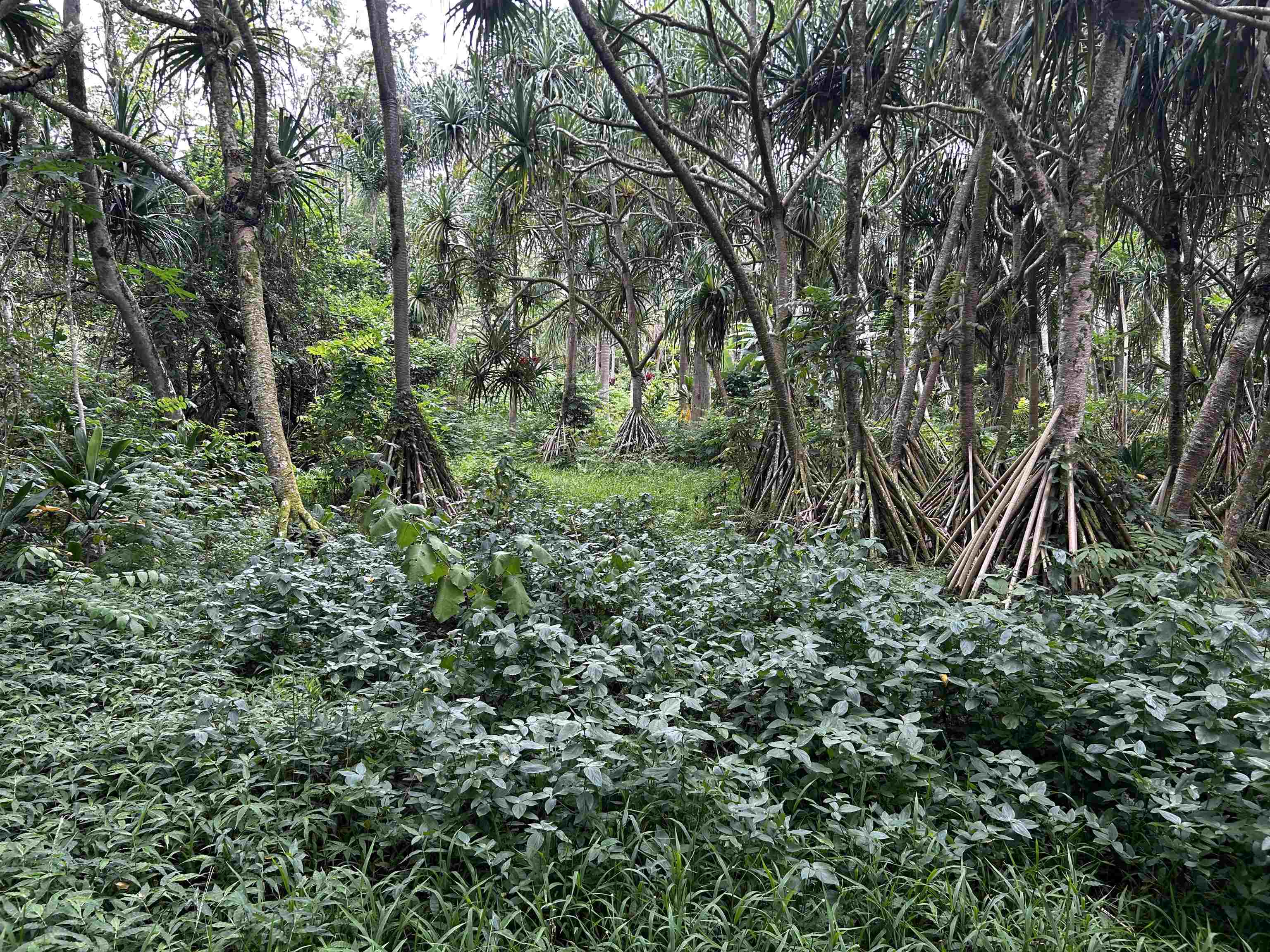 380 Alalele Pl  Hana, Hi vacant land for sale - photo 17 of 20