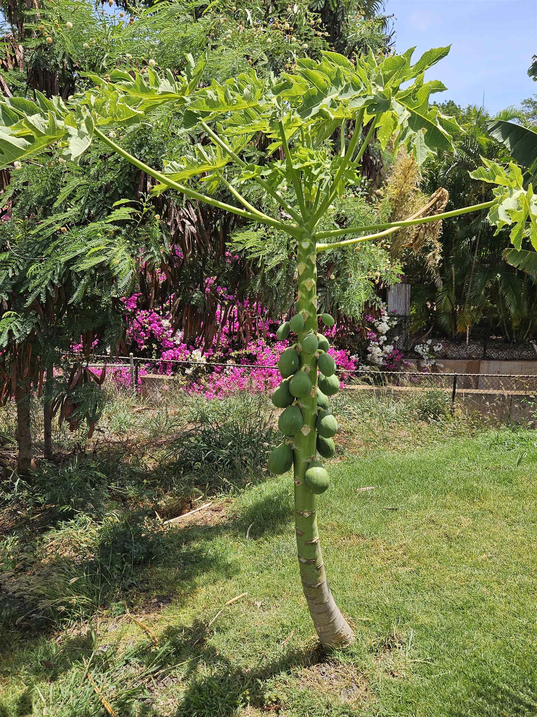 3808  Lower Honoapiilani Rd , Napili/Kahana/Honokowai home - photo 33 of 34