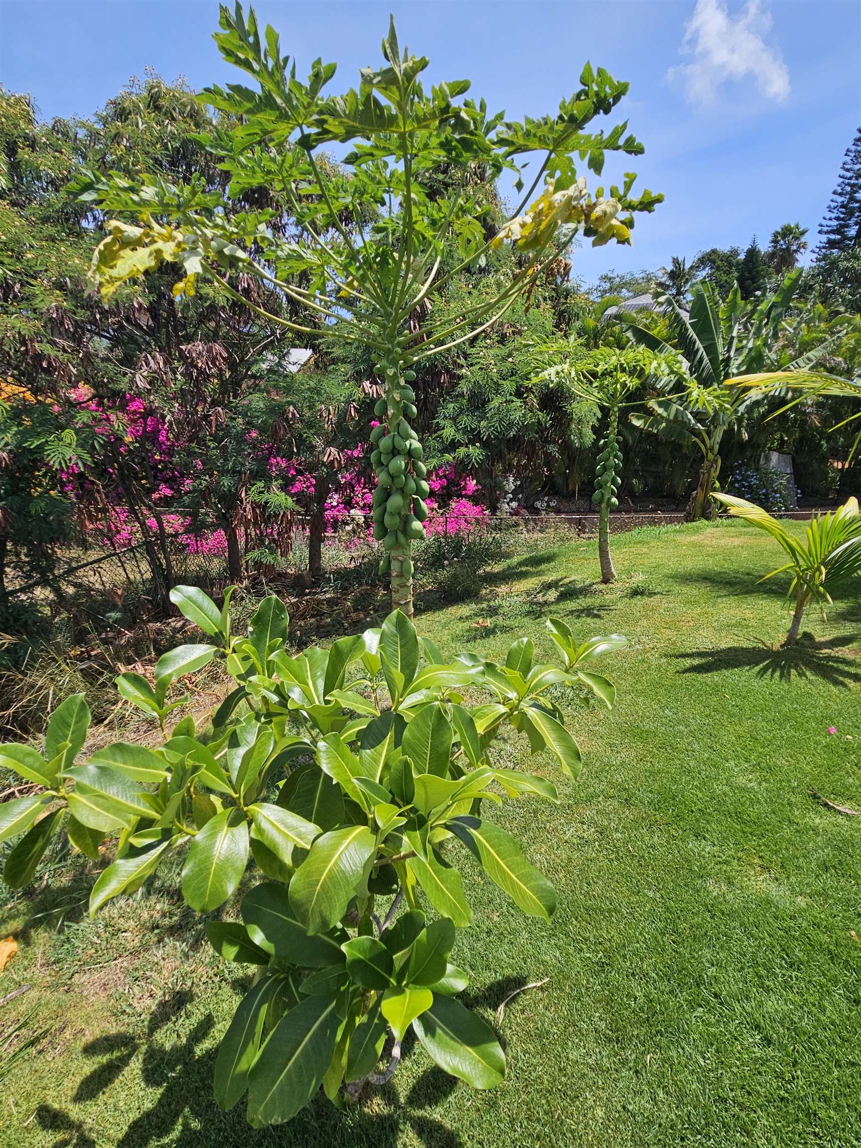 3808  Lower Honoapiilani Rd , Napili/Kahana/Honokowai home - photo 34 of 34