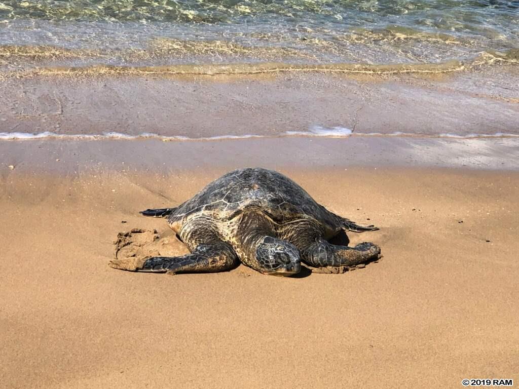 Hale Ono Loa condo # 304, Lahaina, Hawaii - photo 28 of 29