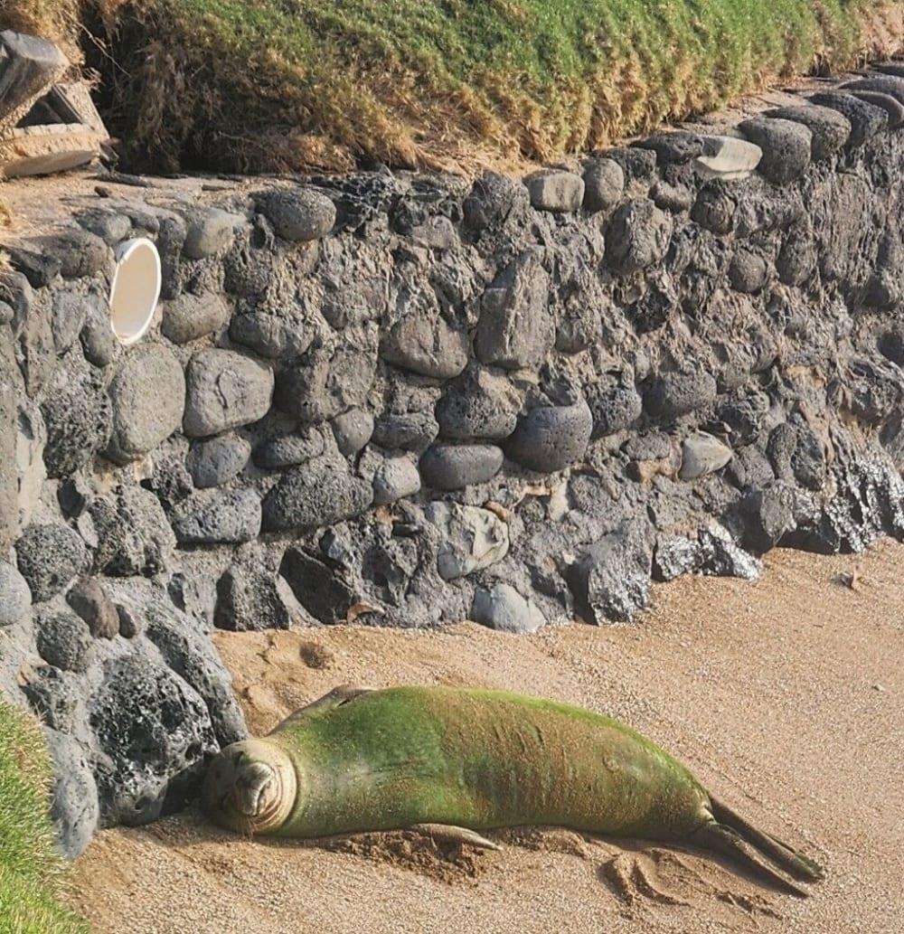 Hale Mahina condo # A206, Lahaina, Hawaii - photo 20 of 26