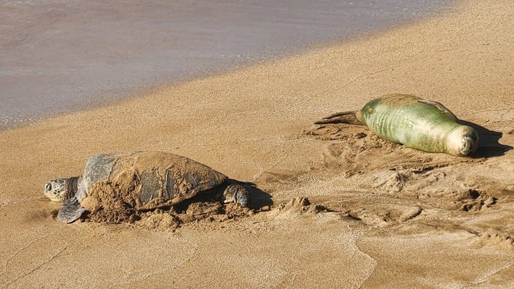 Hale Mahina condo # A206, Lahaina, Hawaii - photo 21 of 26