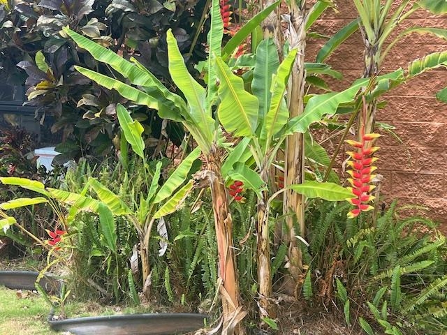 Kuleana II condo # 304, Lahaina, Hawaii - photo 26 of 32