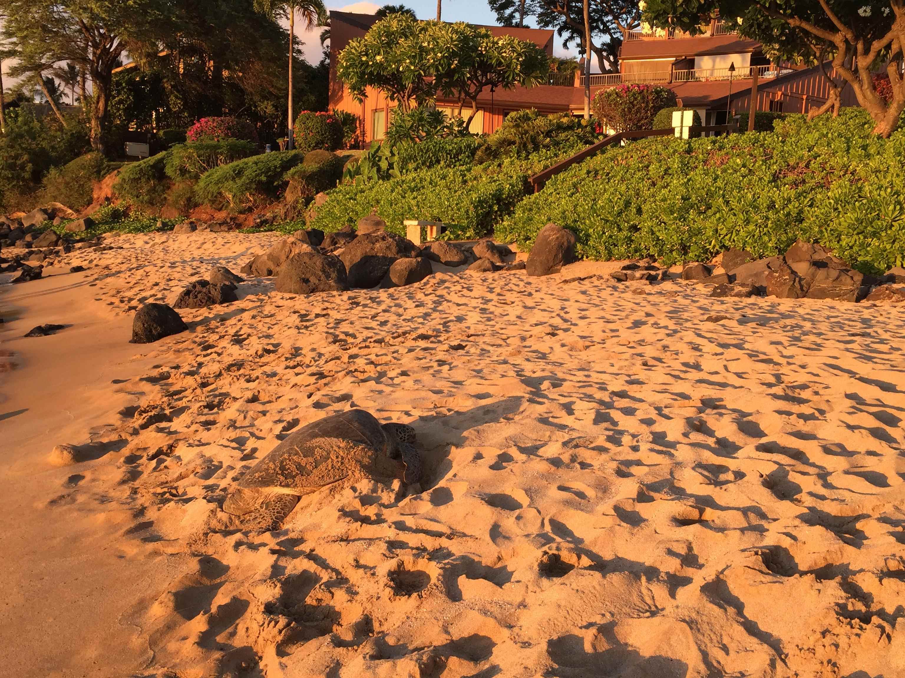 Kuleana II condo # 503, Lahaina, Hawaii - photo 40 of 47