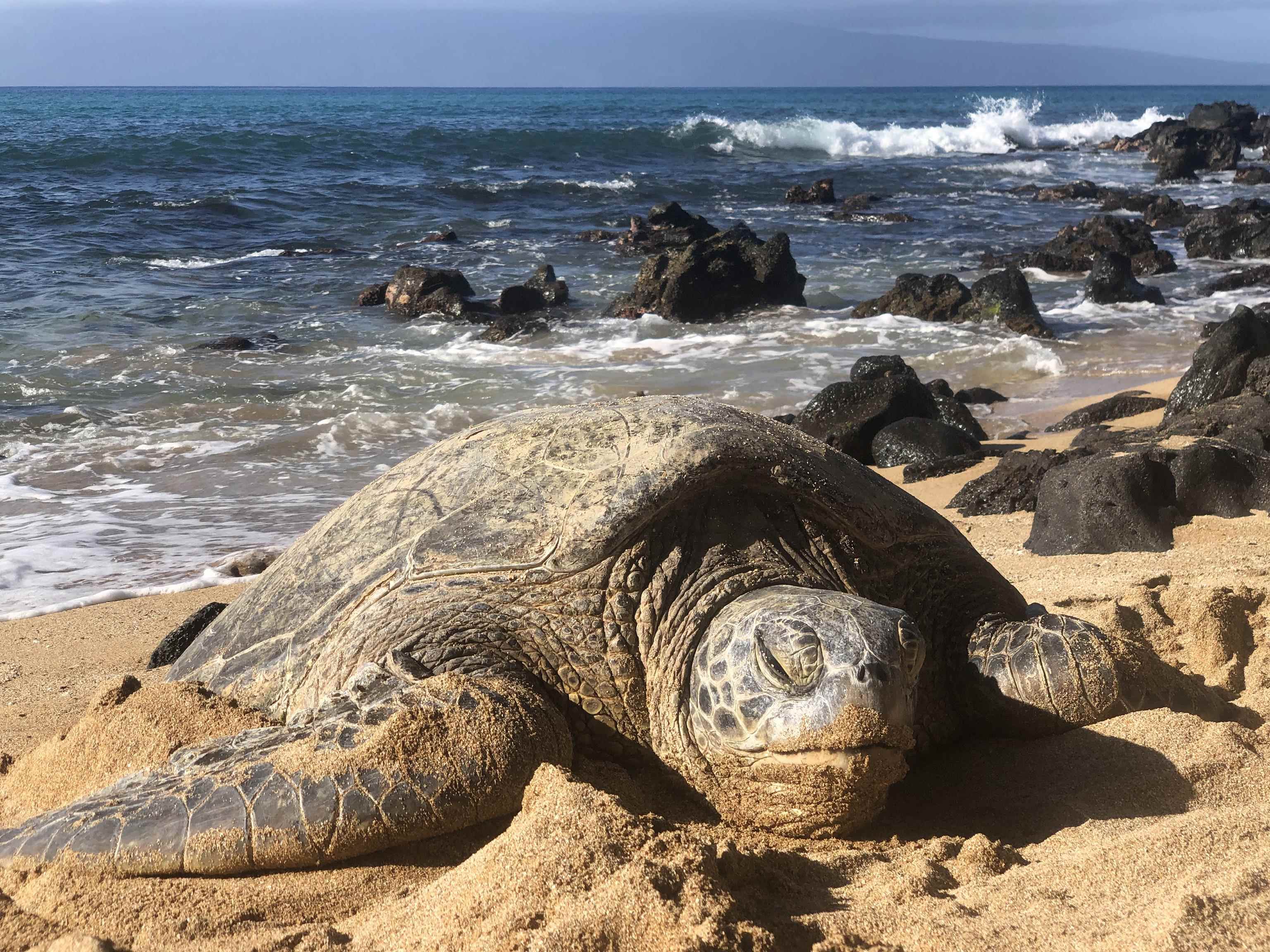 Kuleana II condo # 503, Lahaina, Hawaii - photo 41 of 47