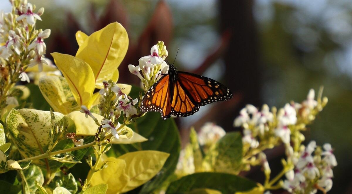 Kuleana II condo # 503, Lahaina, Hawaii - photo 45 of 47