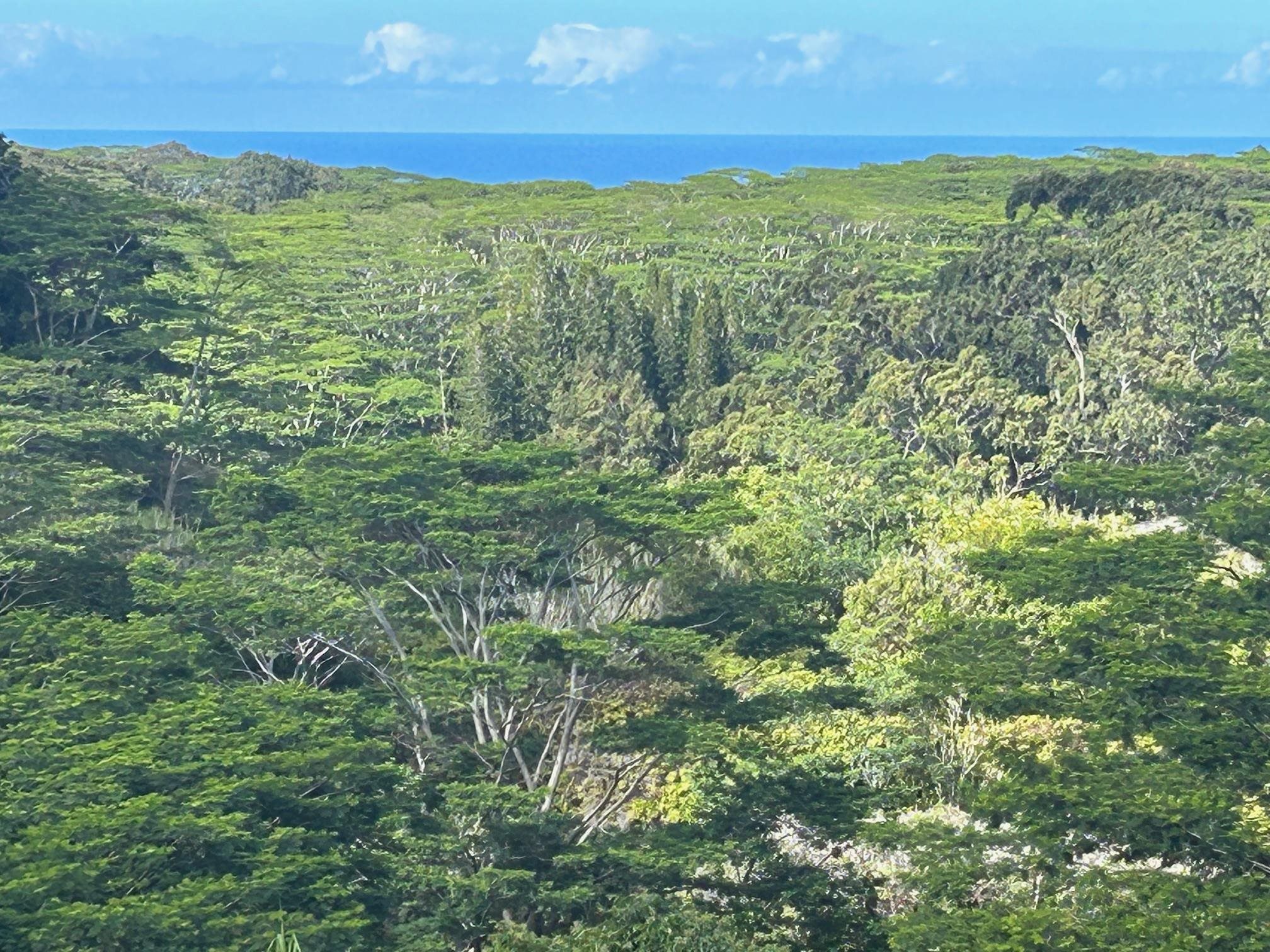 3969  Lepo St , Haiku home - photo 42 of 48