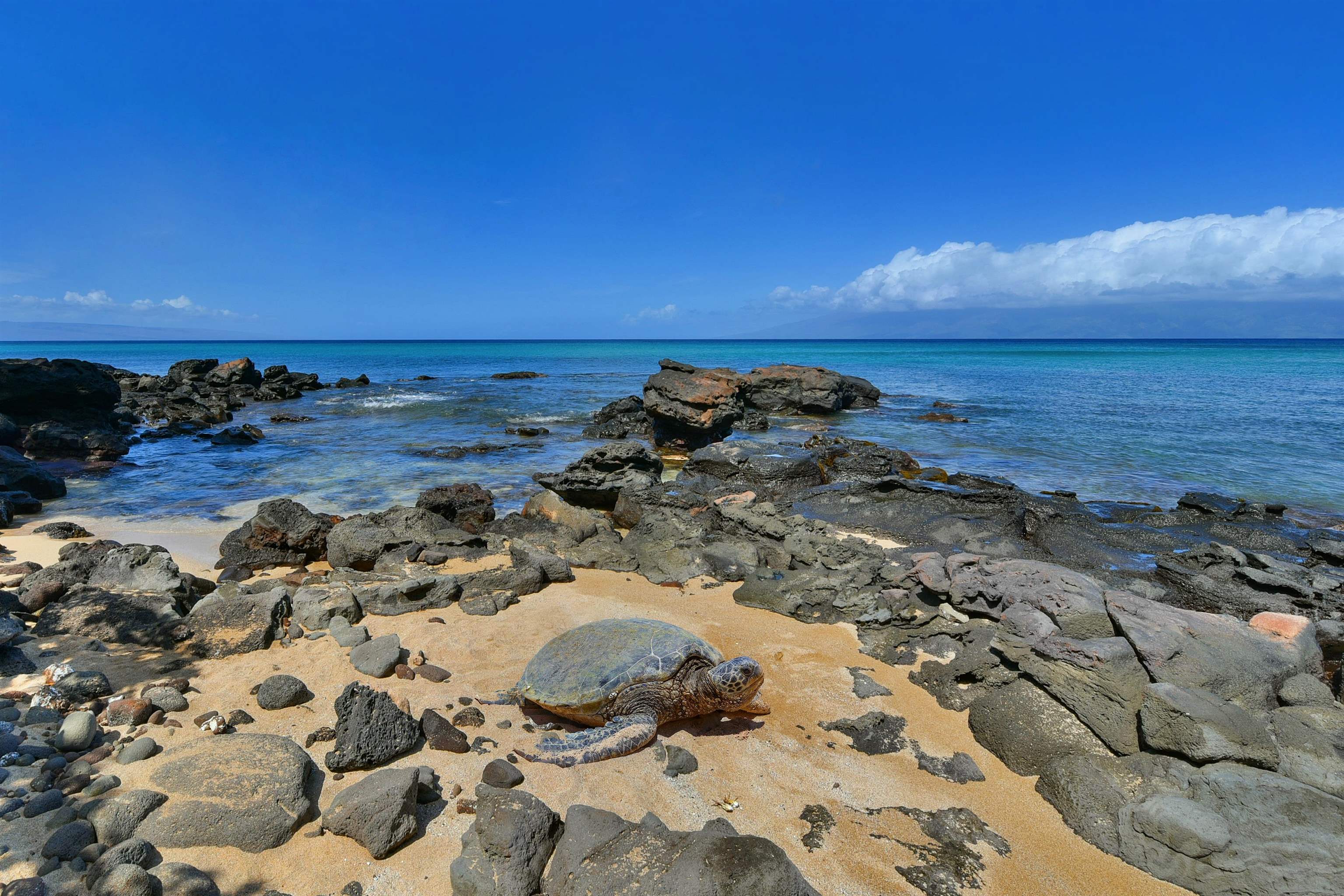 Mahina Surf condo # 121, Lahaina, Hawaii - photo 17 of 17