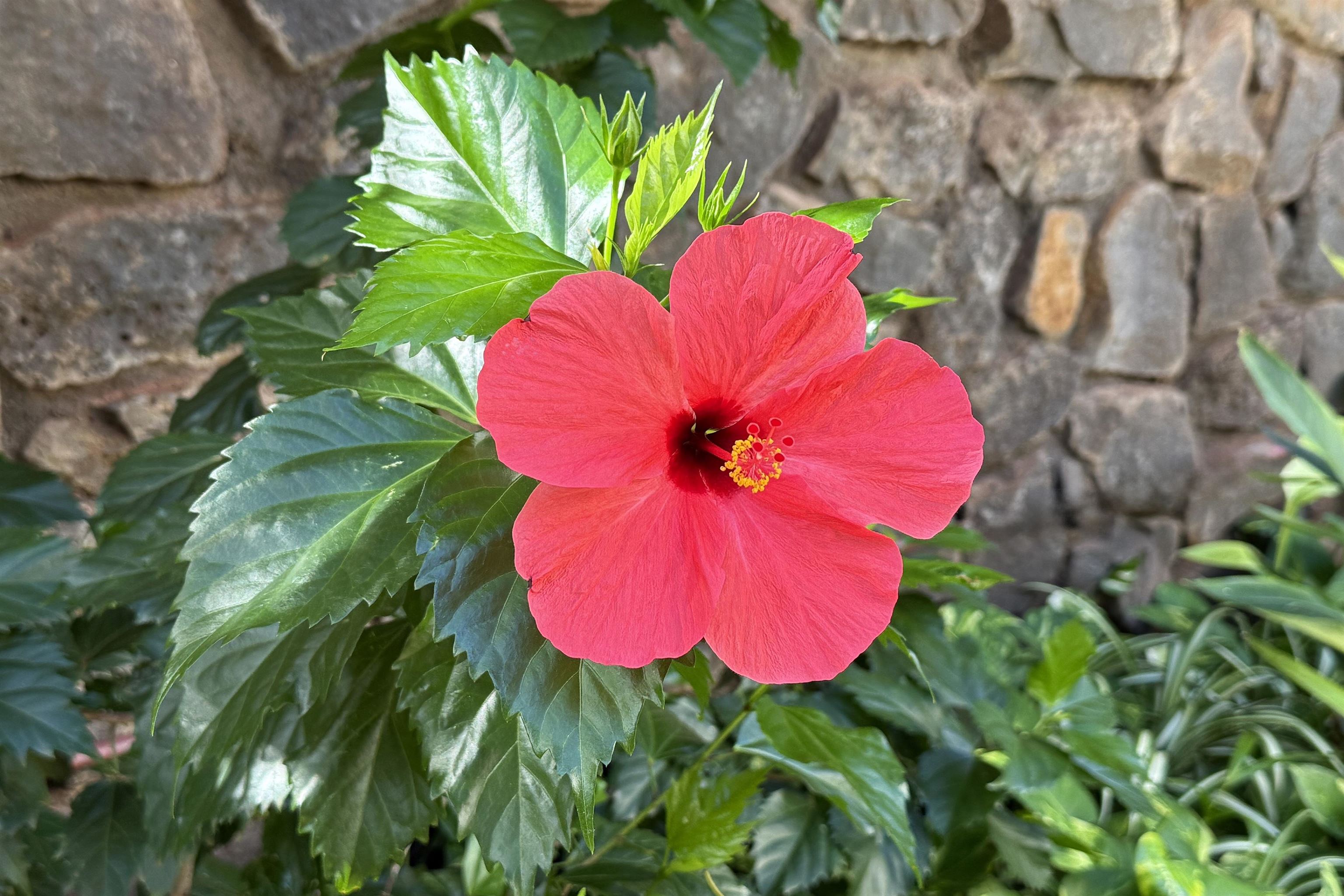 Mahina Surf condo # 123, Lahaina, Hawaii - photo 27 of 31