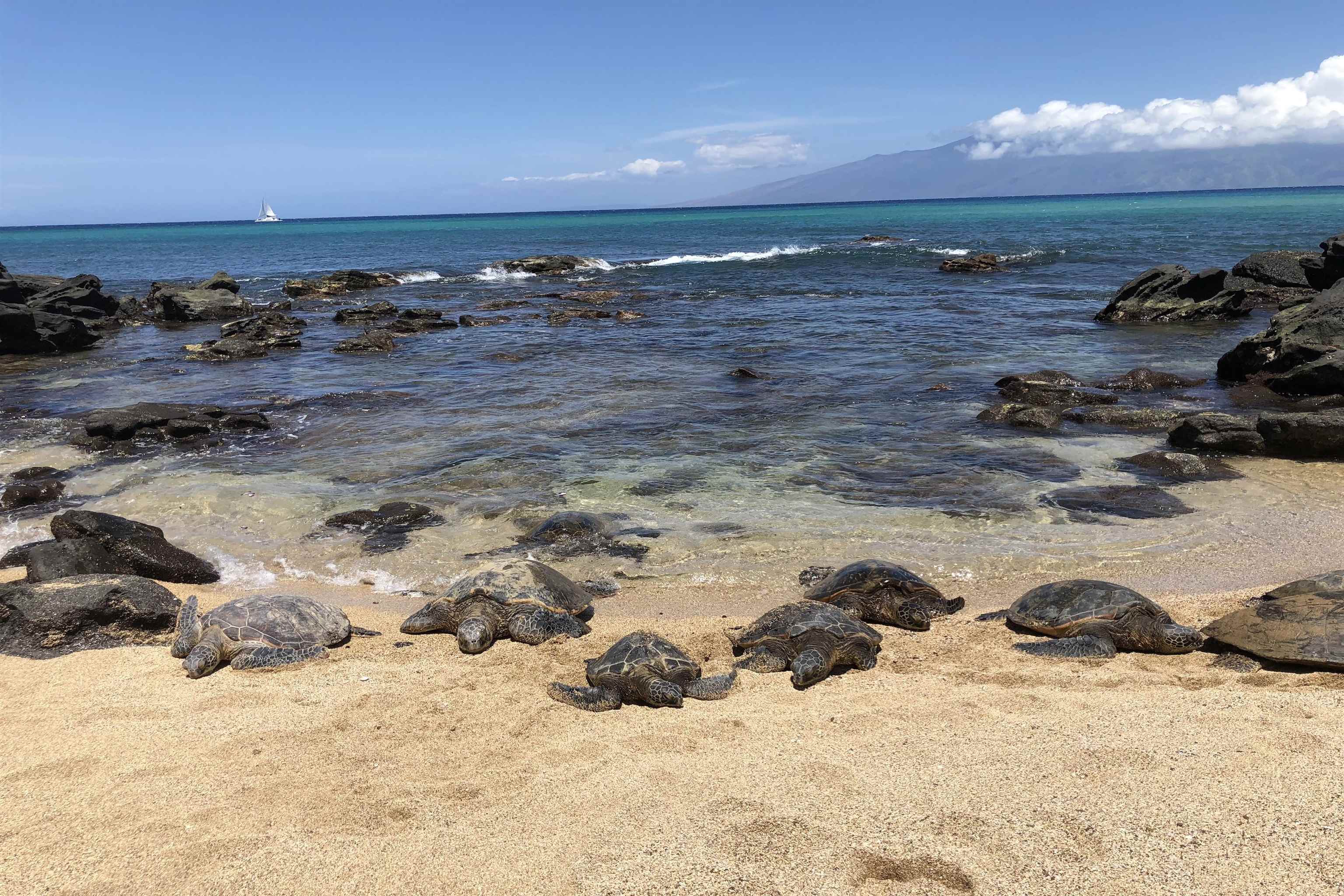 Mahina Surf condo # 124, Lahaina, Hawaii - photo 24 of 29