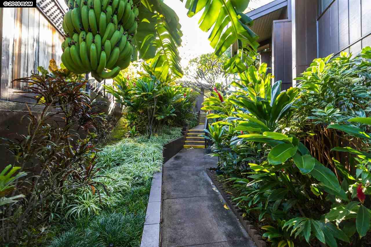 Mahina Surf condo # 208, Lahaina, Hawaii - photo 3 of 30