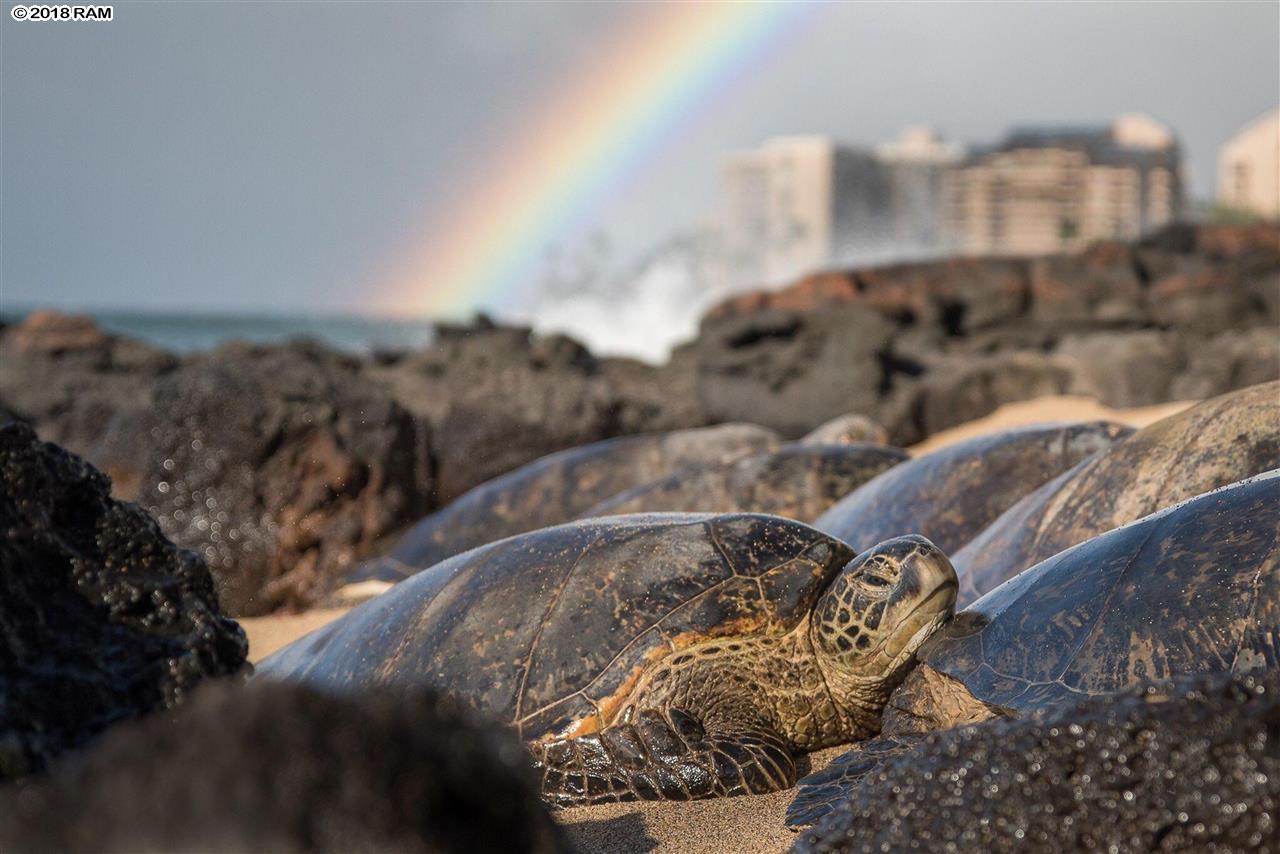 Mahina Surf condo # 223, Lahaina, Hawaii - photo 26 of 30