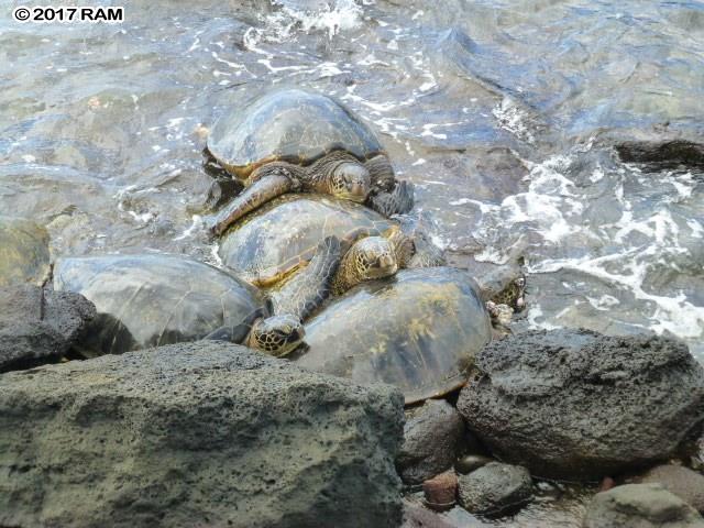 Mahina Surf condo # 227, Lahaina, Hawaii - photo 18 of 30