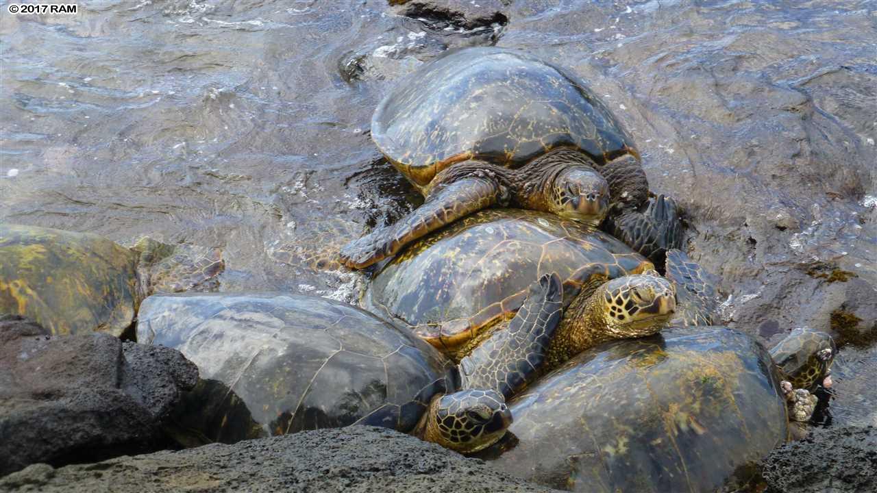 Mahina Surf condo # 227, Lahaina, Hawaii - photo 27 of 30