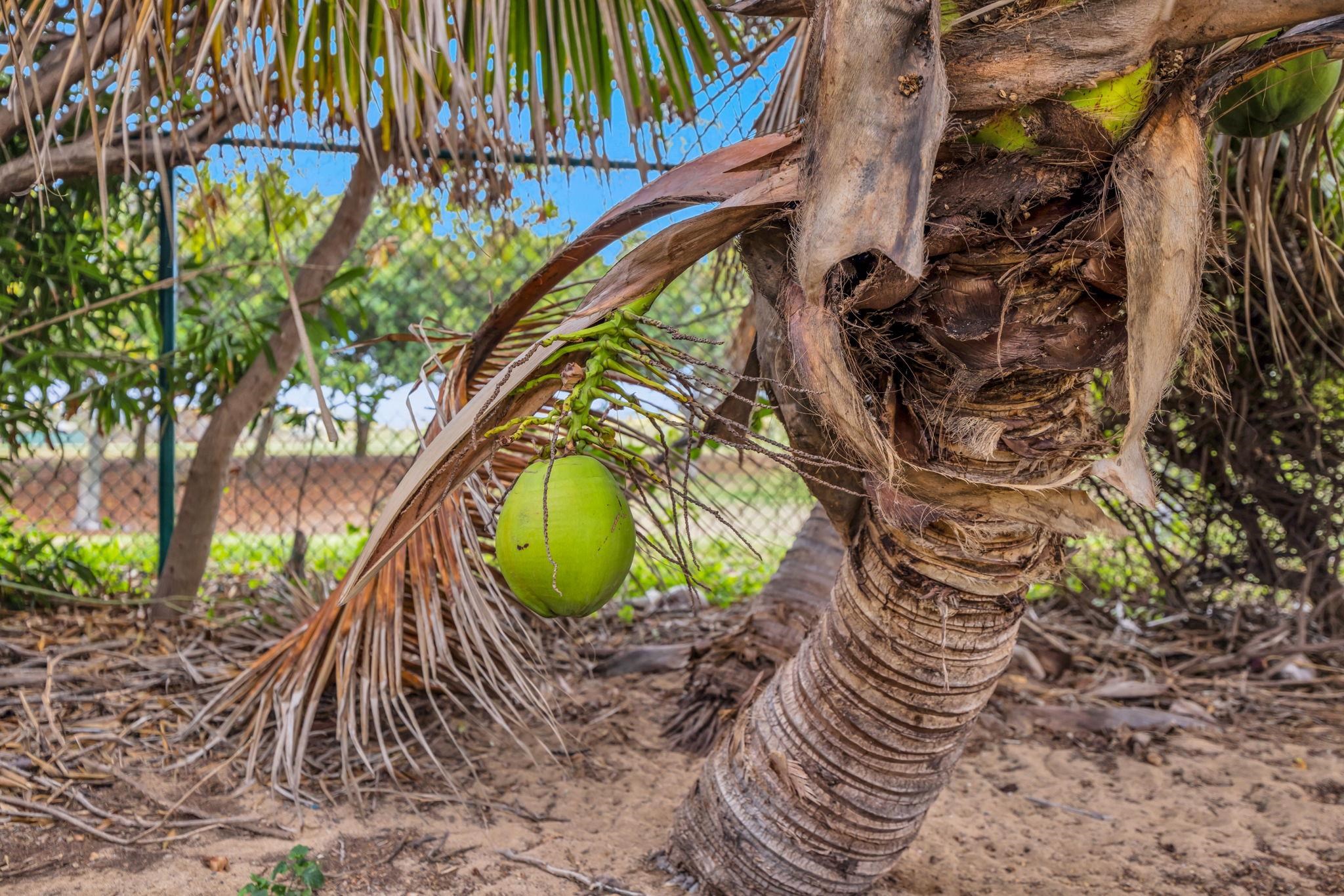 406  Kanaloa Ave , Kahului home - photo 32 of 33