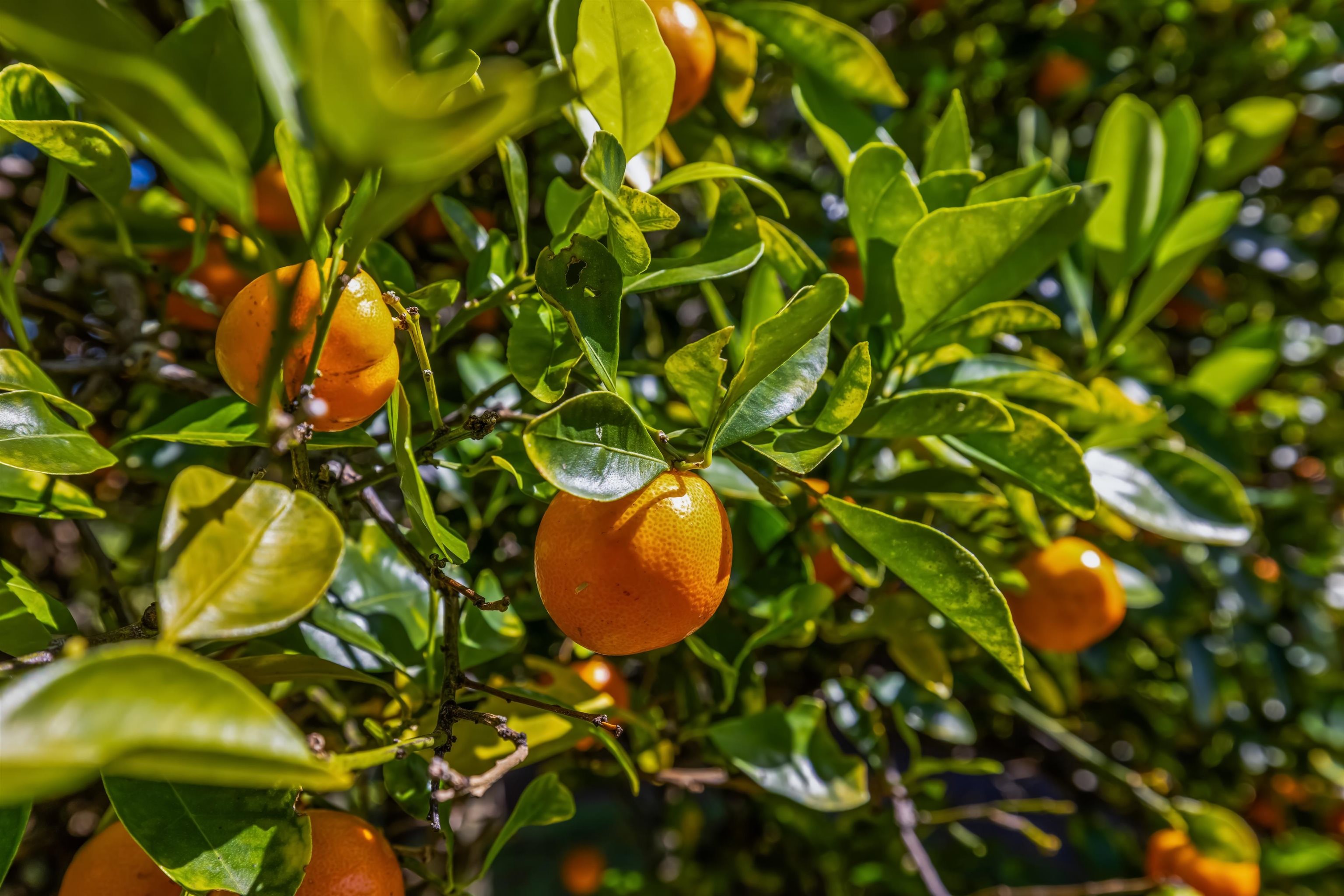 41  Leleaka Pl Peahi Hui, Haiku home - photo 39 of 40