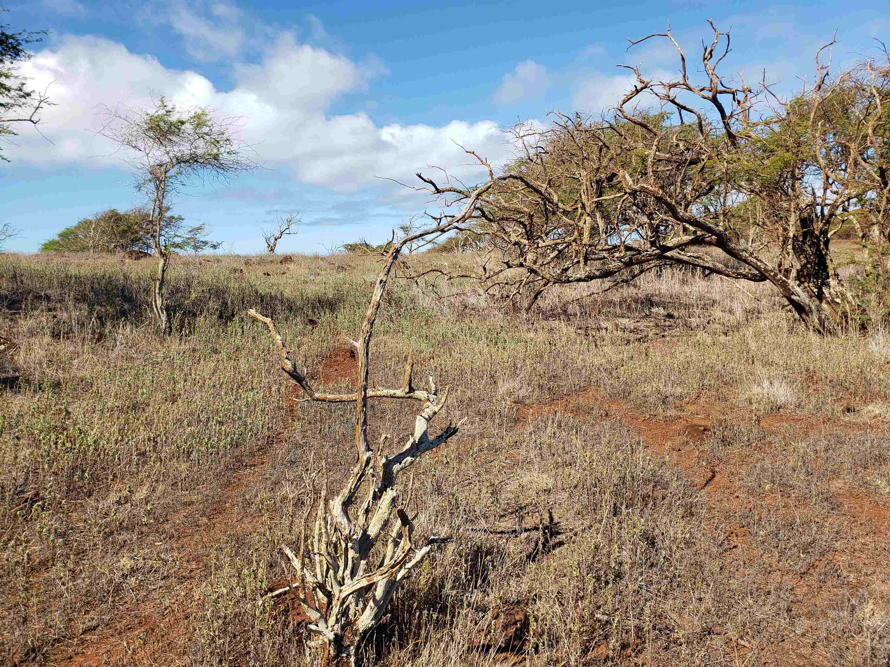 4131 Pohakuloa Rd Lot # 189 Maunaloa, Hi vacant land for sale - photo 4 of 15