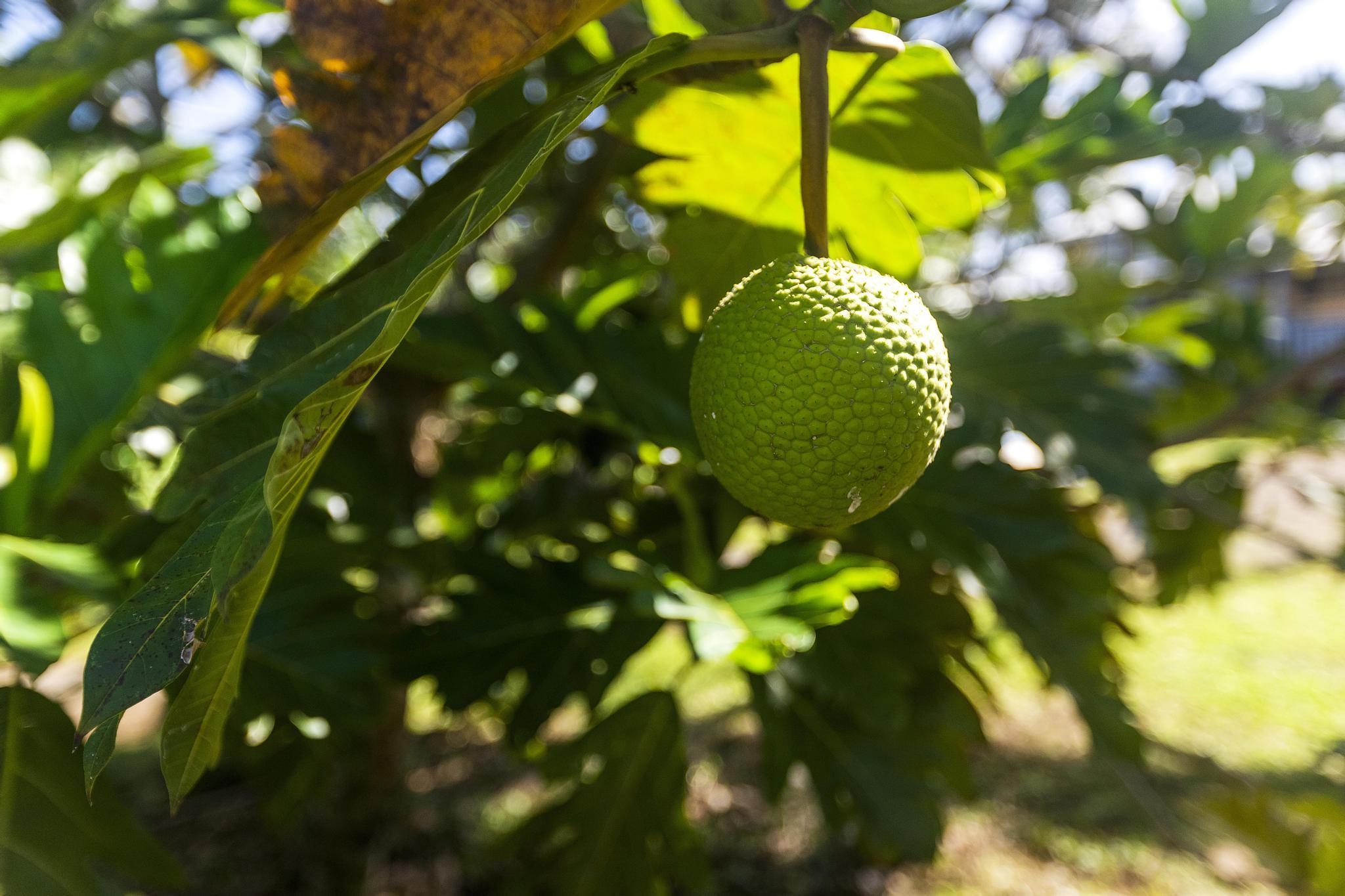 4174  Hana Hwy , Haiku home - photo 12 of 30